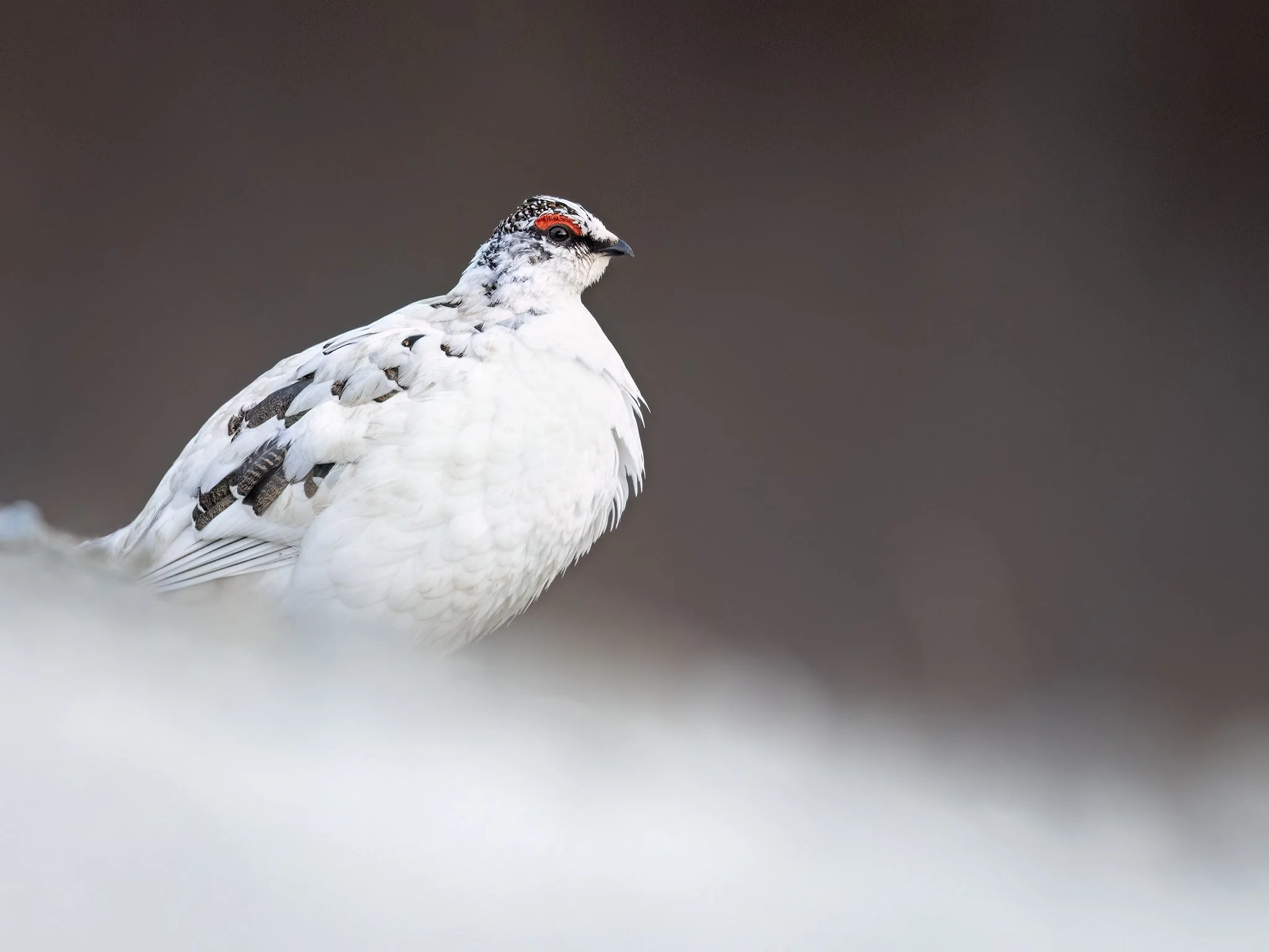 231A6992.CR3 - 6/3/24 - A male rock ptarmigan, distinguished from females by black eye stripe and vivd red eye combs, pauses along the road system outside of Nome, Alaska.