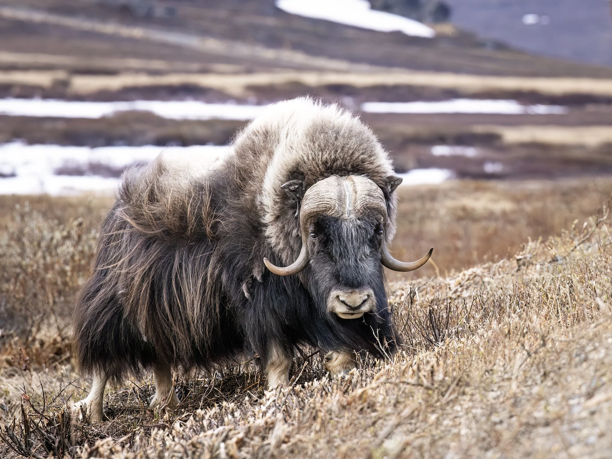 231A0821.CR3 - 6/4/24 - A muskox bull pauses on the tundra outside of Nome, Alaska.