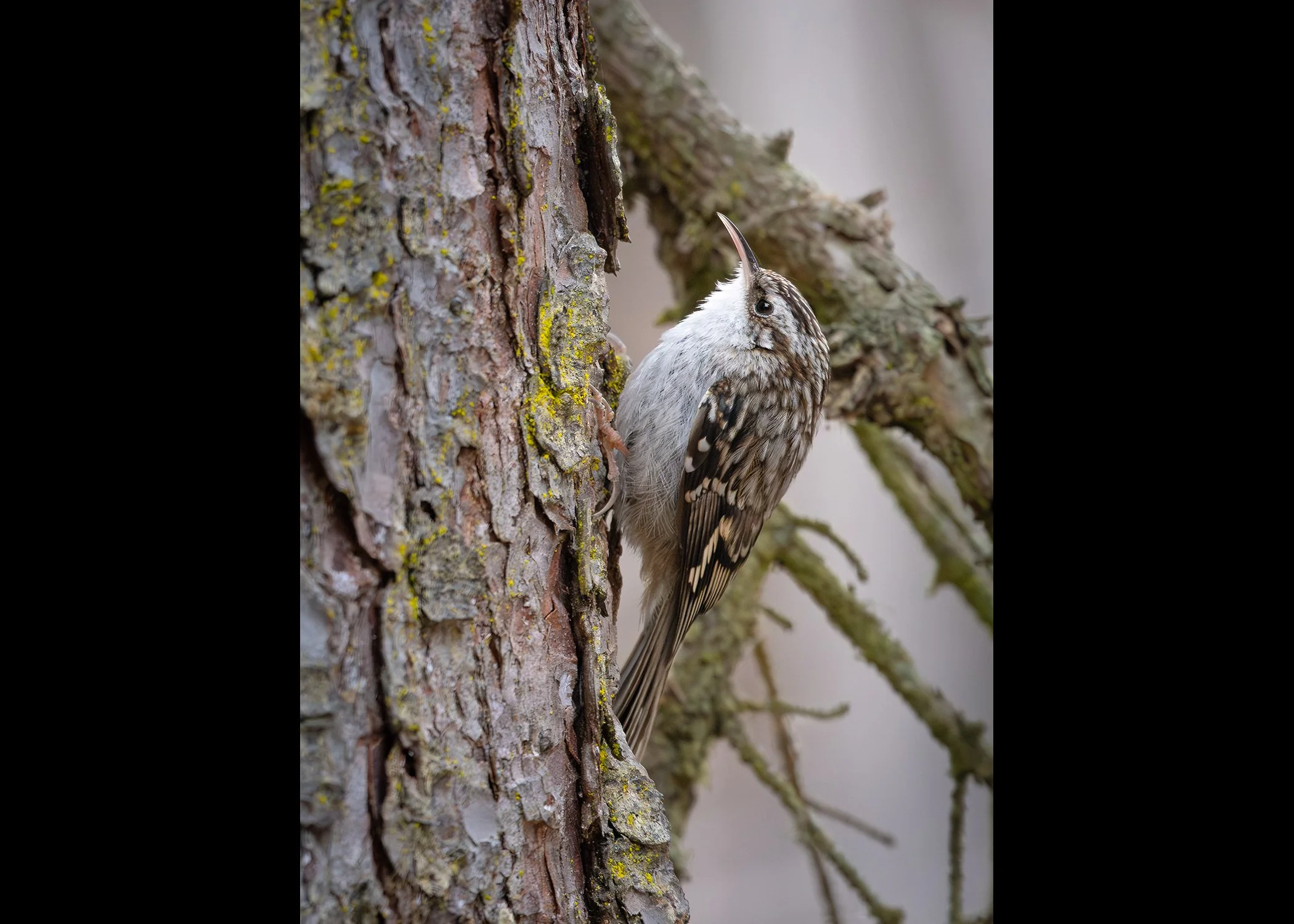 231A2248.CR3 - 3/5/25 - A brown creeper pauses on the trunk of a white spruce tree near Anchorage, Alaska.