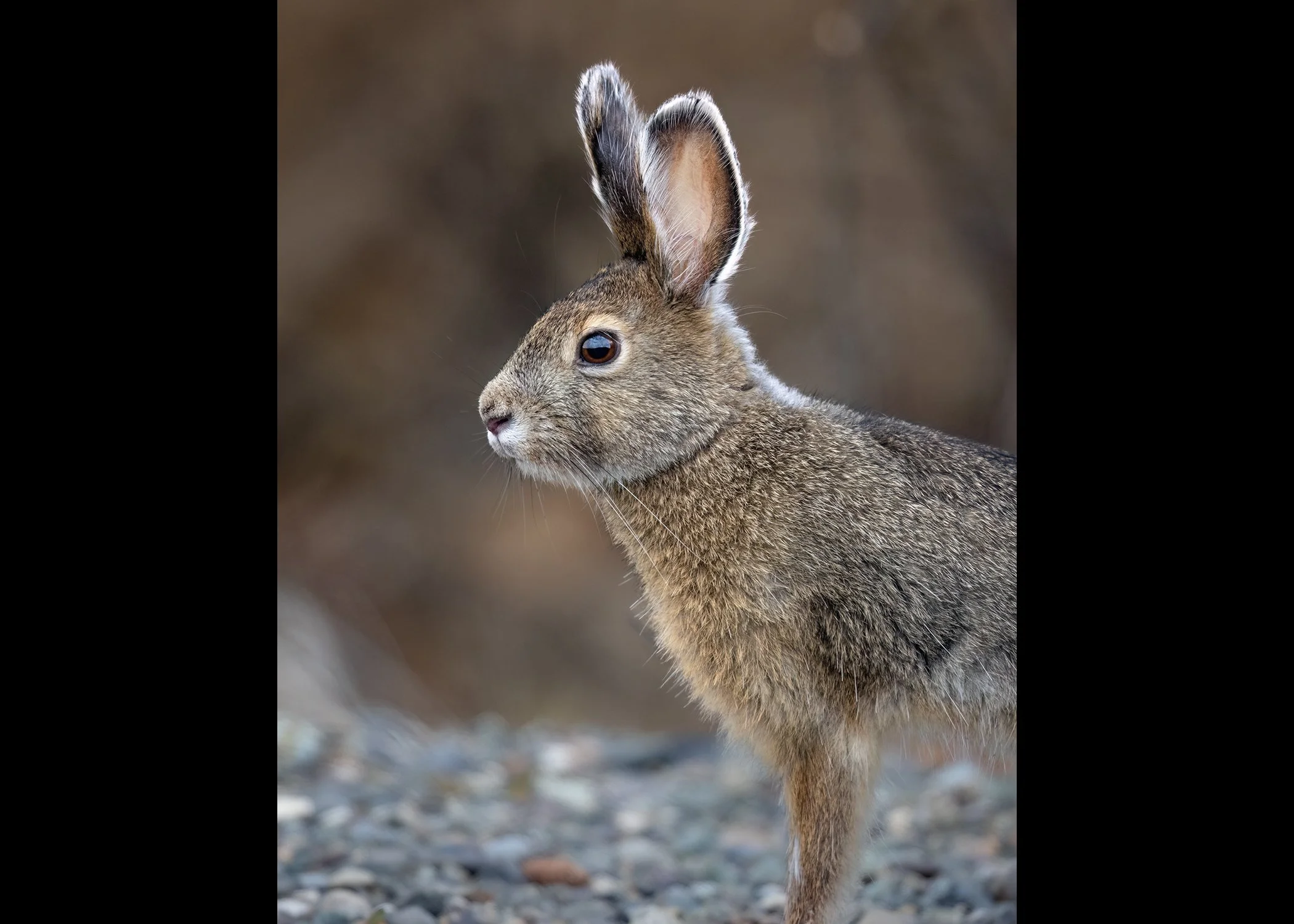 231A6276.CR3 - 5/18/25 - DRESSED FOR THE OCCASION: A snowshoe hare pauses in its summer coat near the Alaska Highway in western Yukon, Canada.