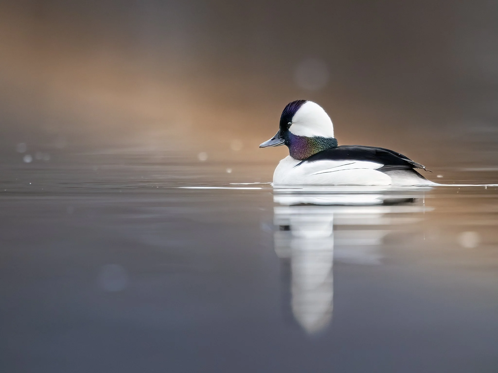 231A3669.CR3 - A bufflehead drake is caught by a beam of morning sunlight.