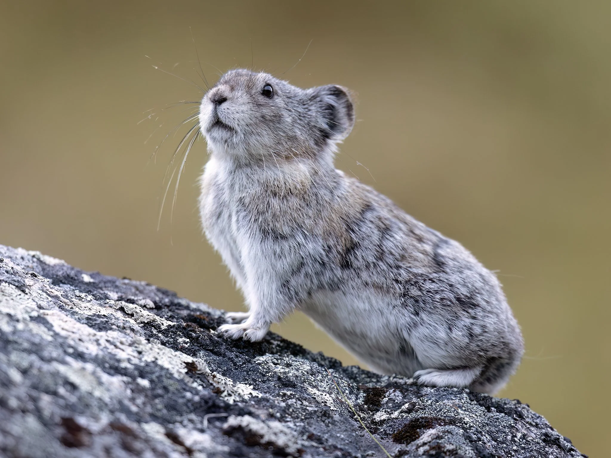 3U7A6969.CR3 - 8/21/23 - A collared pika pauses while on alert in Alaska's Talkeetna Mountains.