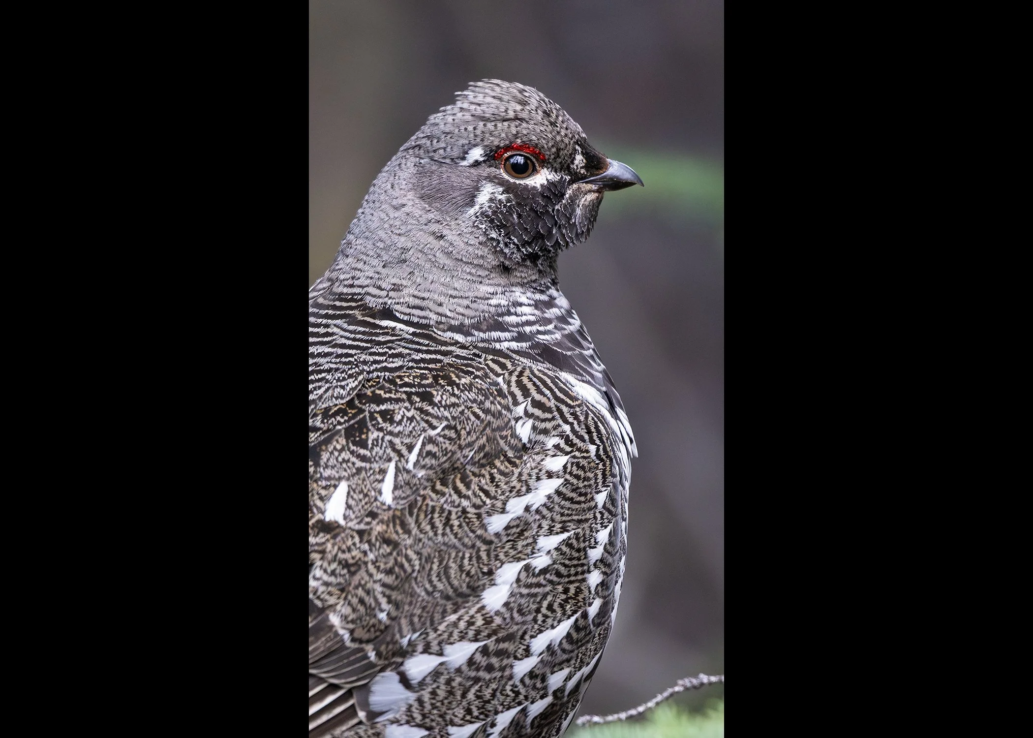 231A4262.CR3 - 5/15/25 - Male spruce grouse photographed in Alaska's Tetlin National Wildlife Refuge.