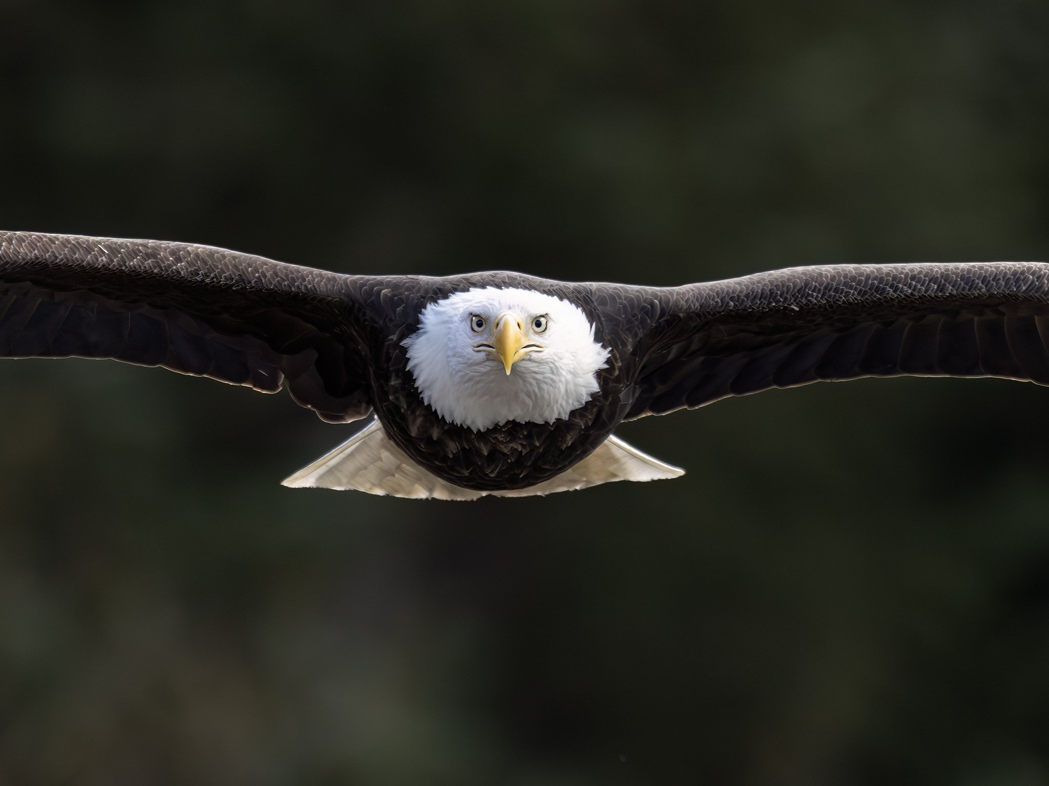 231A4030.CR3 - 5/8/25 - Head-on capture of a bald eagle in flight. Southcentral Alaska.