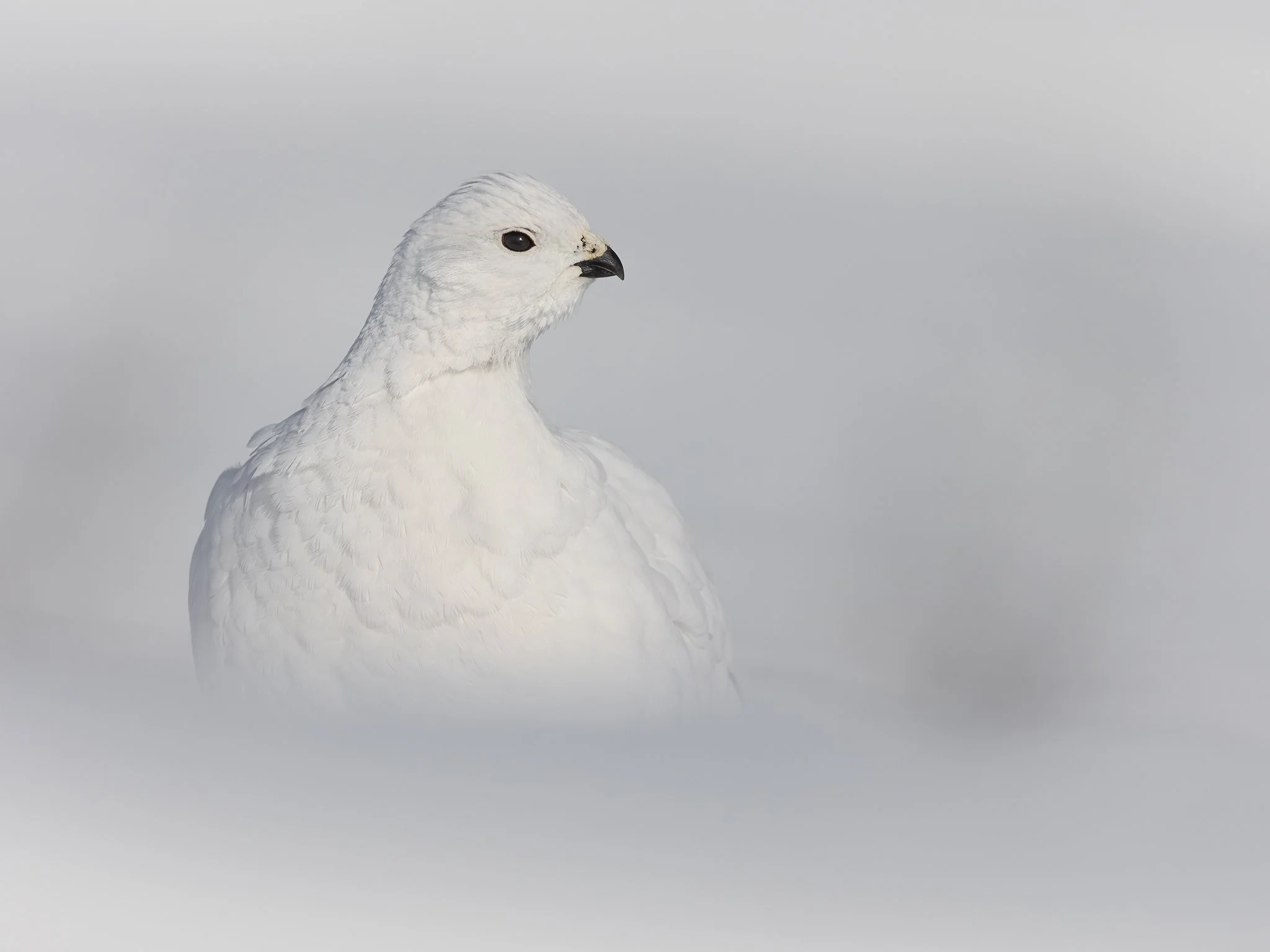 3U7A5508.CR3 - 2/22/23 - A willow ptarmigan, white as snow, blends in perfectly with its winter surroundings in Southcentral Alaska's Chugach State Park.