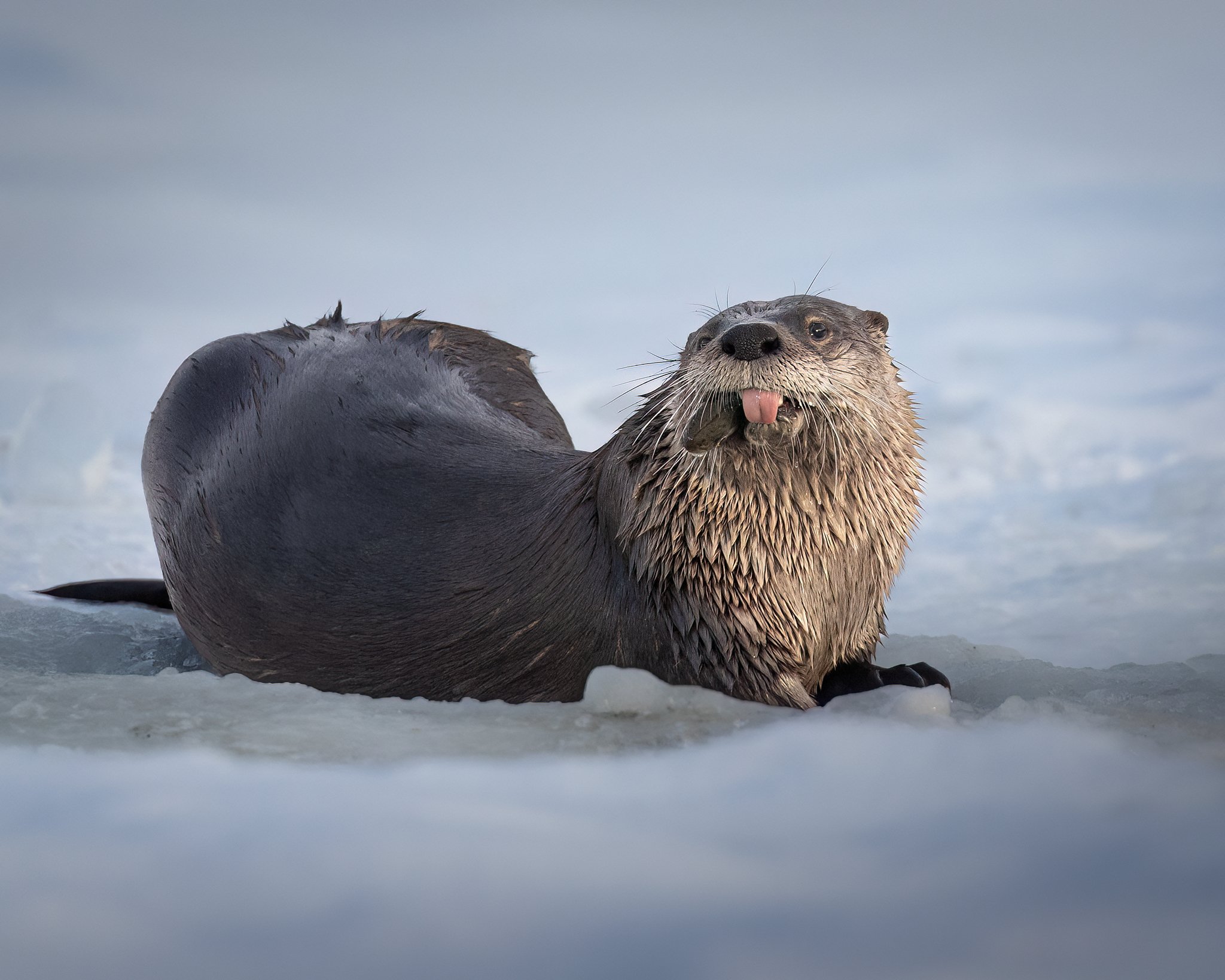 3U7A1683.CR3 - 3/17/23 - A river otter seems to playfully stick its tongue out at a passerby on a frozen Alaska lake.