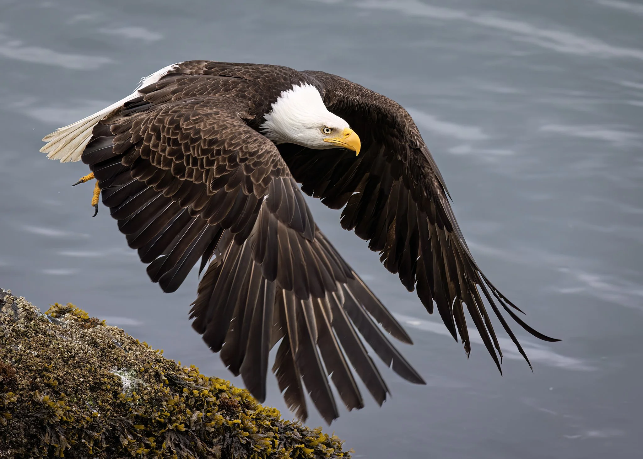 231A9483.CR3 - 5/10/25 - A bald eagle takes off from a barnacle-encrusted boulder overlooking Alaska's Prince William Sound.