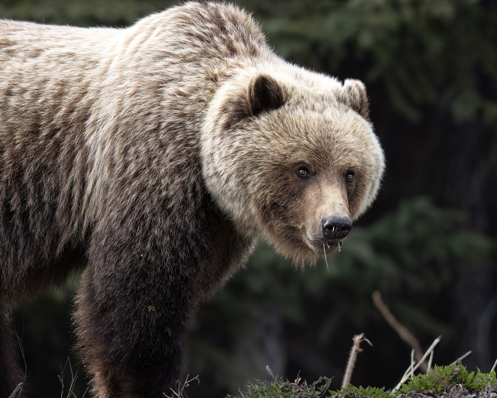 231A5220.CR3 - 5/16/25 - A young brown bear feeds on spring dandelions near the Alaska Highway in Yukon, Canada.