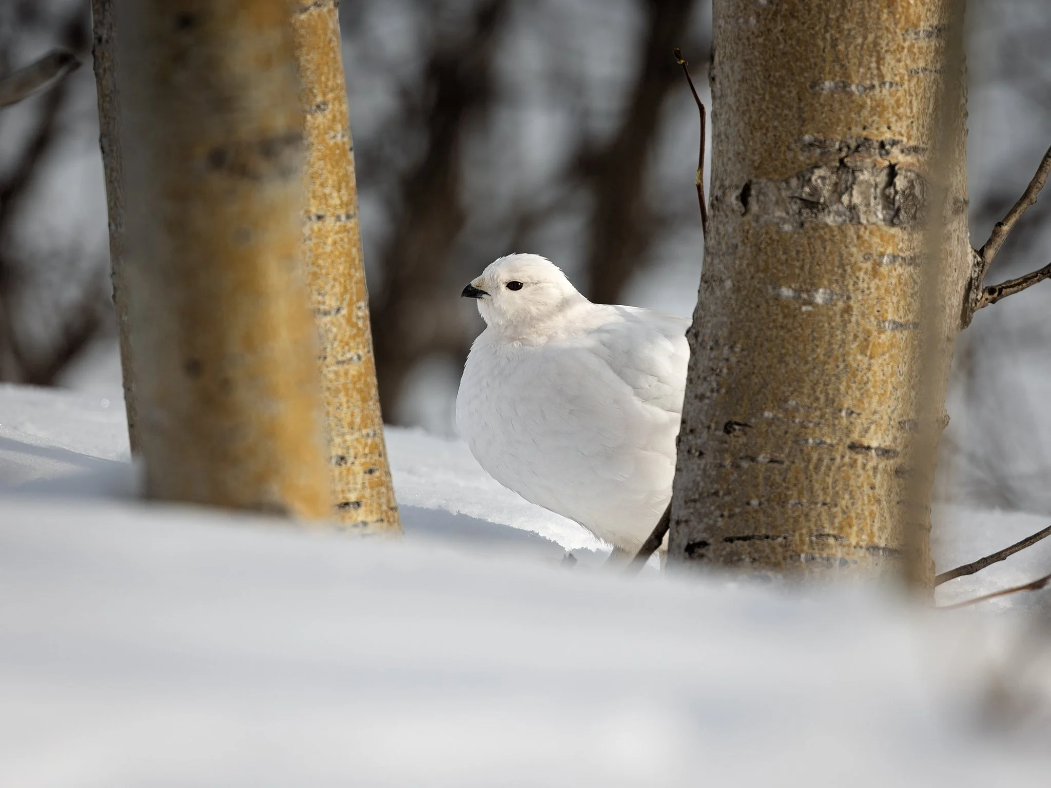3U7A2063.CR3 - 2/22/23 - A willow ptarmigan is framed by a pair of aspen trunks in golden morning light.