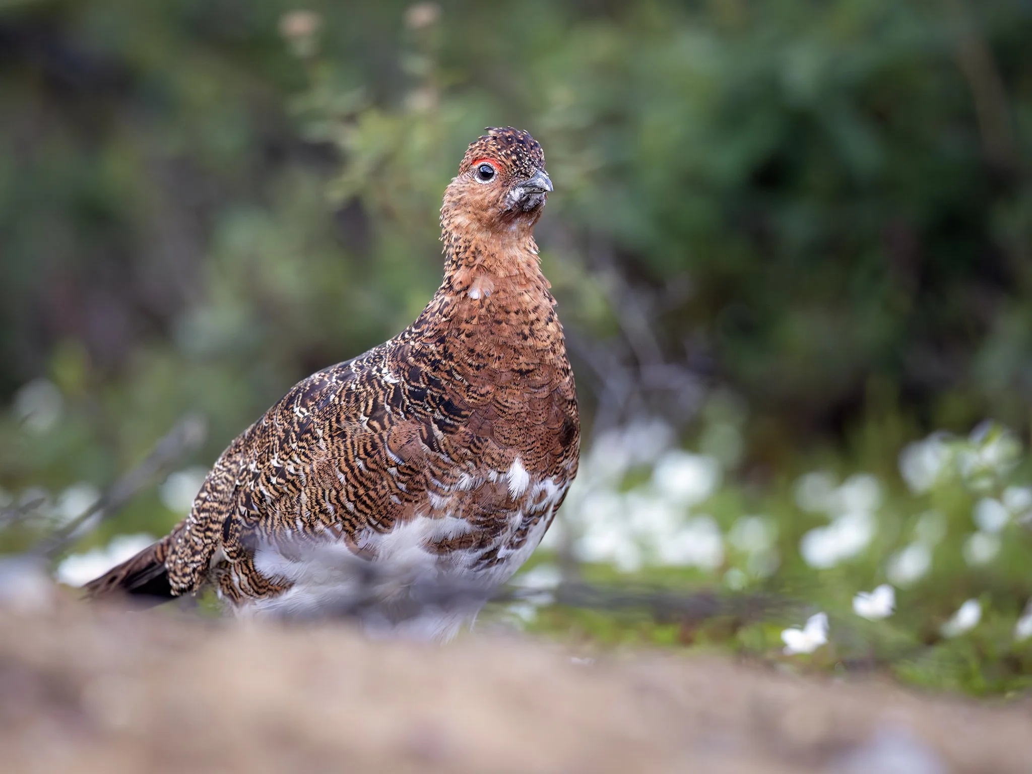 231A3959.CR3 - 7/25/25 - A willow ptarmigan male in mid-summer plumage pauses among blooming ground dogwood along Interior Alaska's Denali Highway.