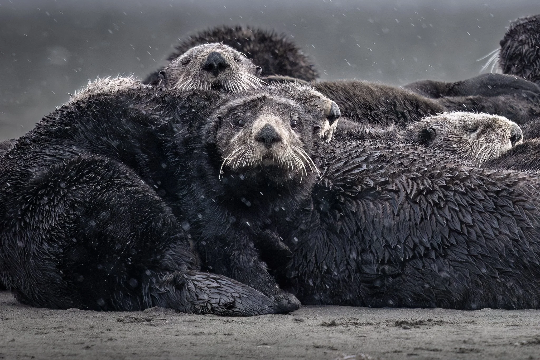 Sea Otters Lyin' in the Rain