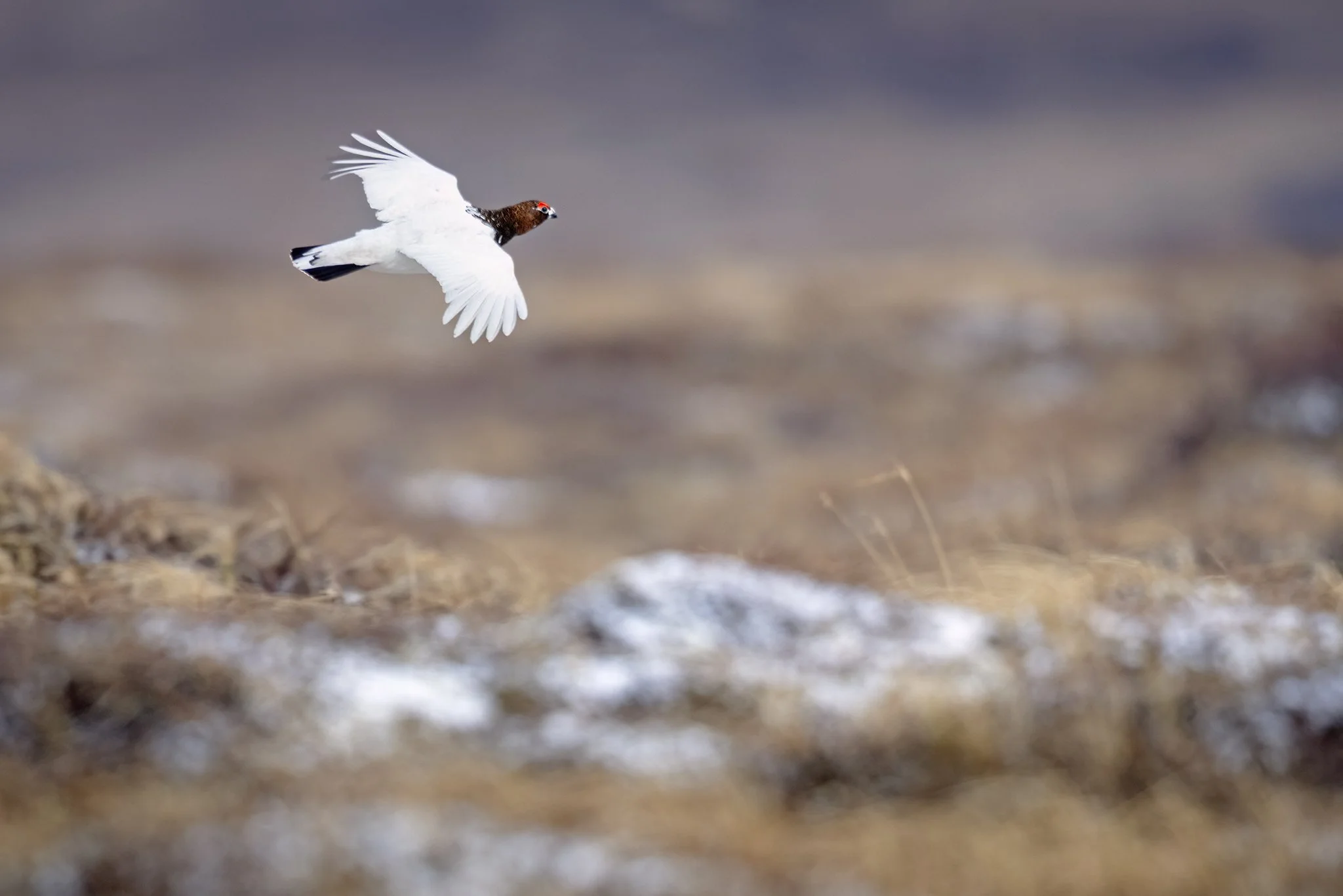 231A8583.CR3 - 6/4/24 - A male willow ptarmigan in spring breeding colors takes a display flight over its territory outside of Nome, Alaska.