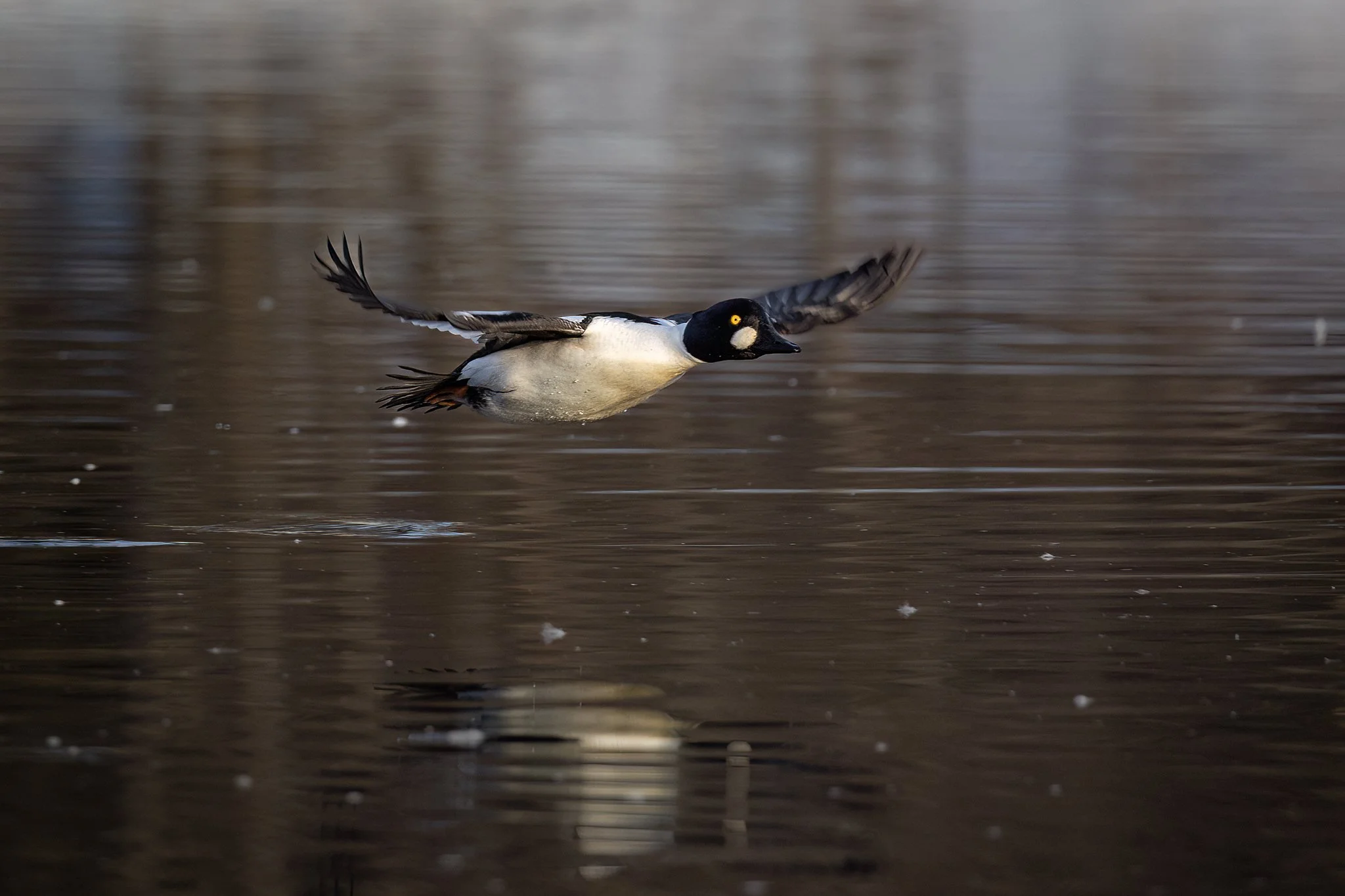 3U7A9232.CR3 - 3/25/23 - A common goldeneye drake flies low over the water in warm morning light.