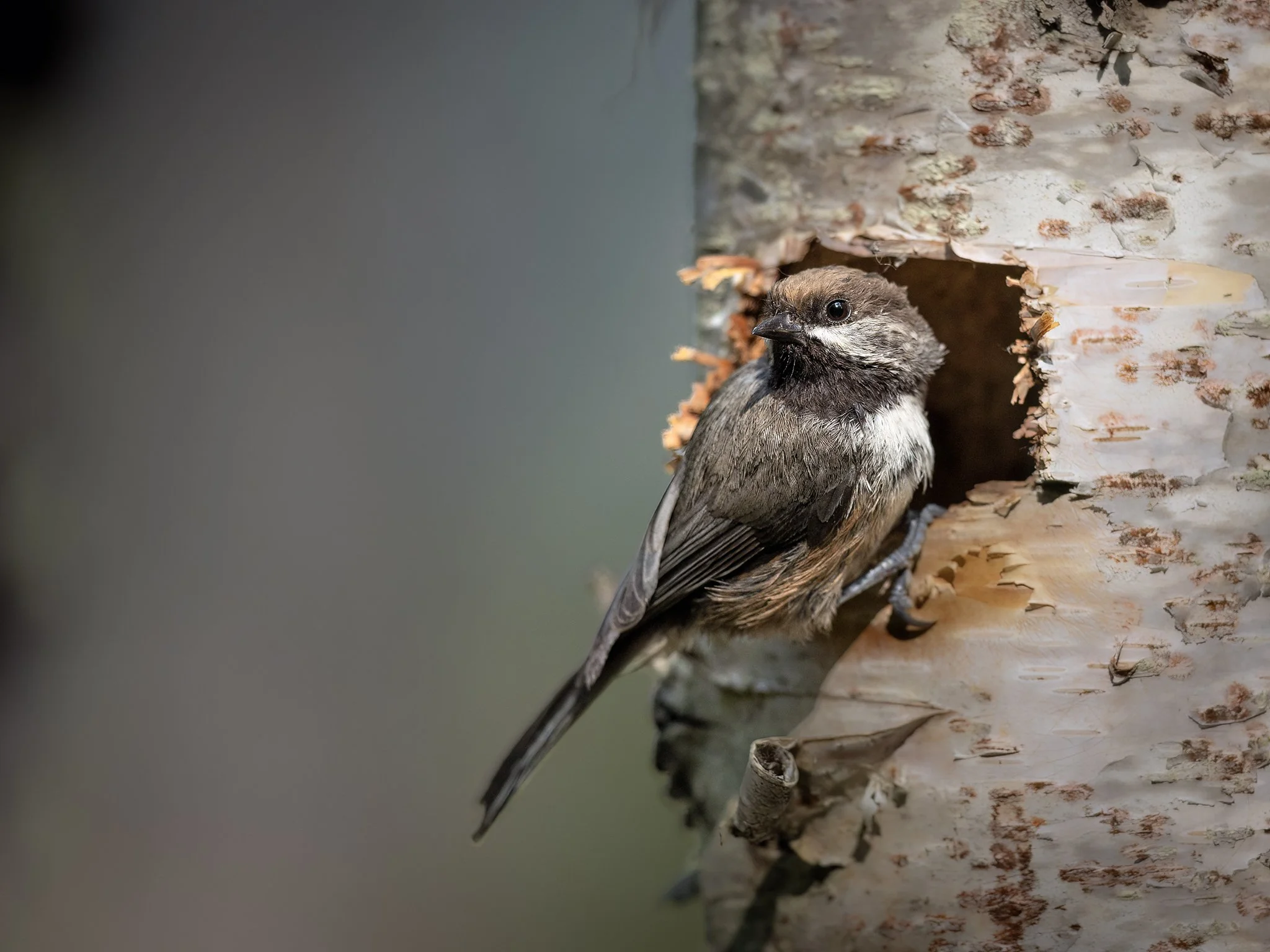 3U7A5440.CR3 - 7/27/23 - A boreal chickadee pauses at the entrance of its nest in the cavity of a dead birch tree.