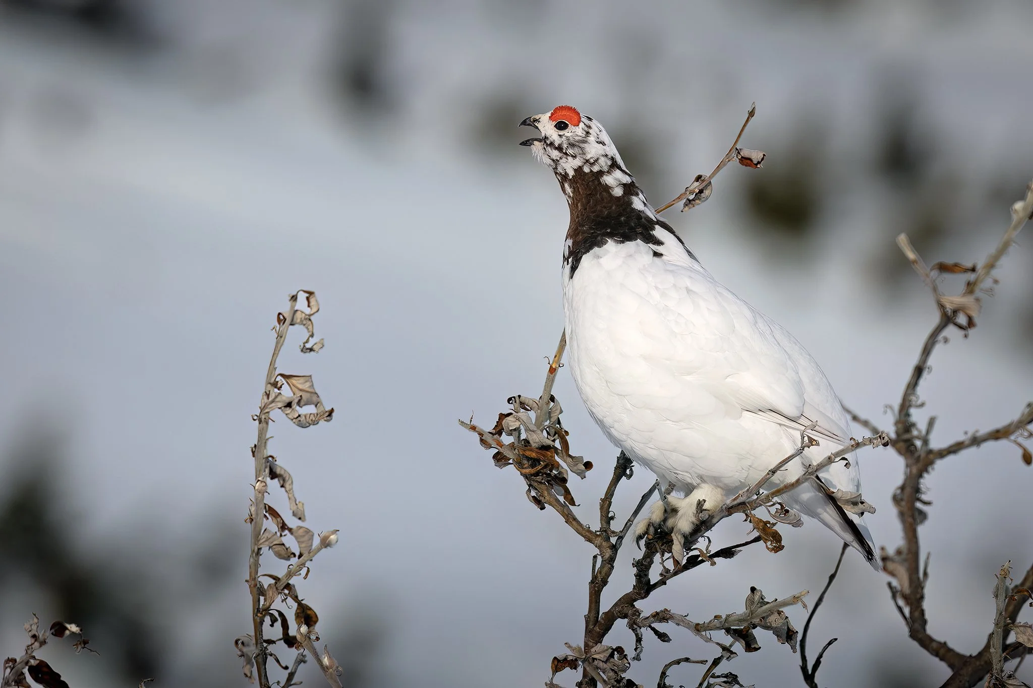 3U7A0453.CR3 - 5/5/23 - A willow ptarmigan male establishes its breeding territory by calling out from the branches of an alpine willow shrub. Chugach State Park, Alaska.