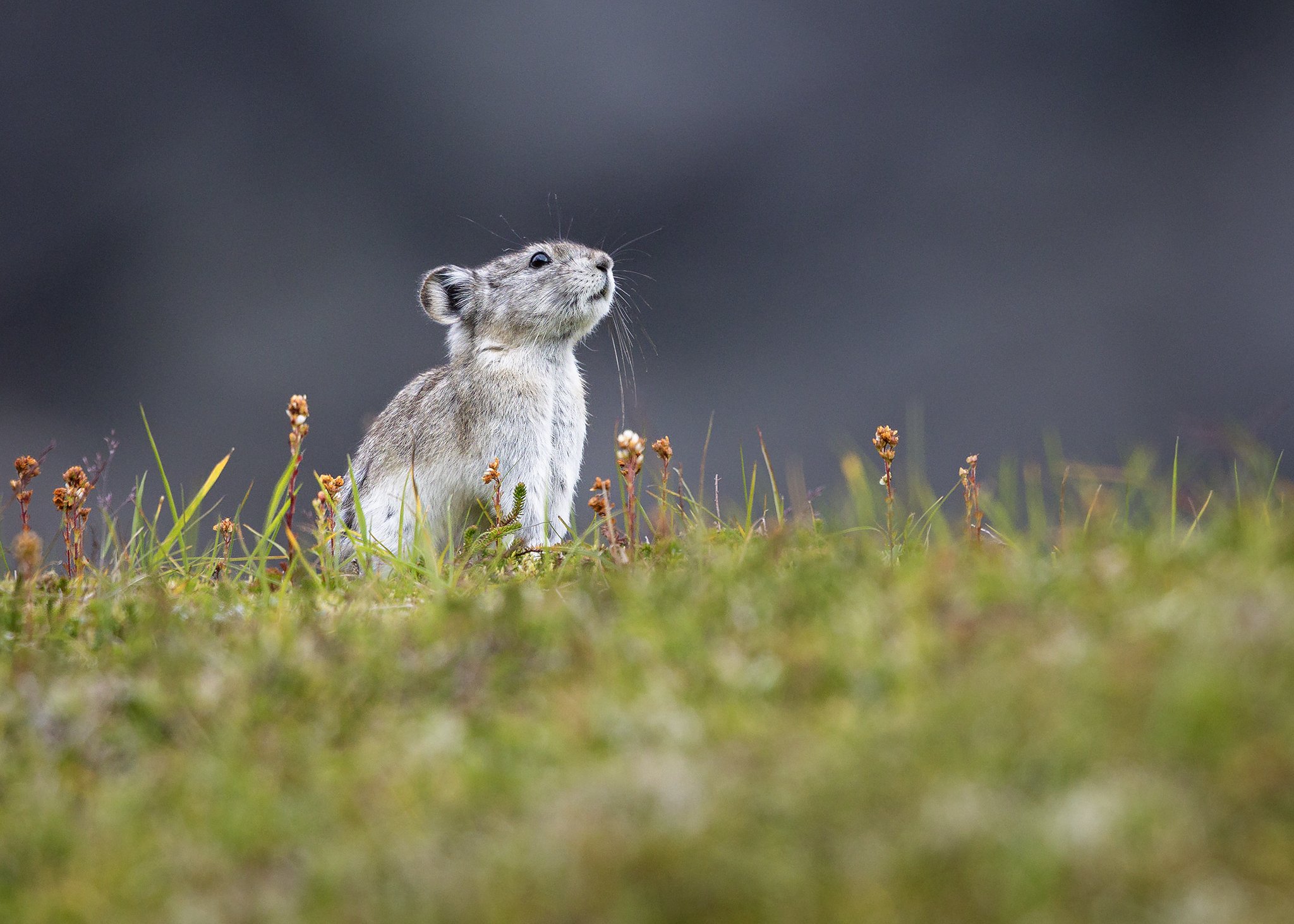3U7A7995.CR3 - 8/21/23 - A collared pika sits alert in an alpine club-moss garden in Alaska's Talkeetna Mountains.
