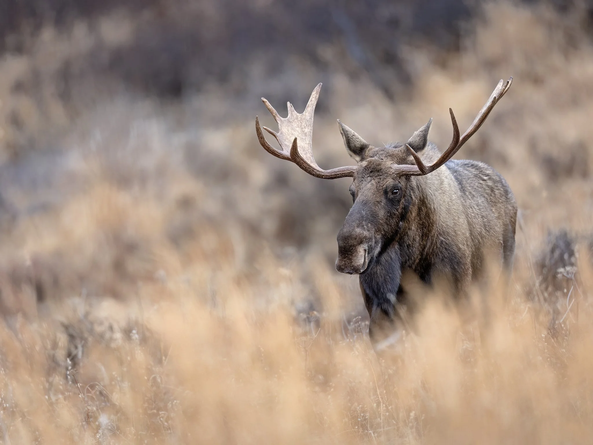 3U7A9980.CR3 - 11/3/23 - A young bull moose  - of an age class often called "satellite bulls," for their habit of hanging around the harems of mature bulls - pauses in a meadow during the final days of the fall rut. Chugach State Park, Southcentral A