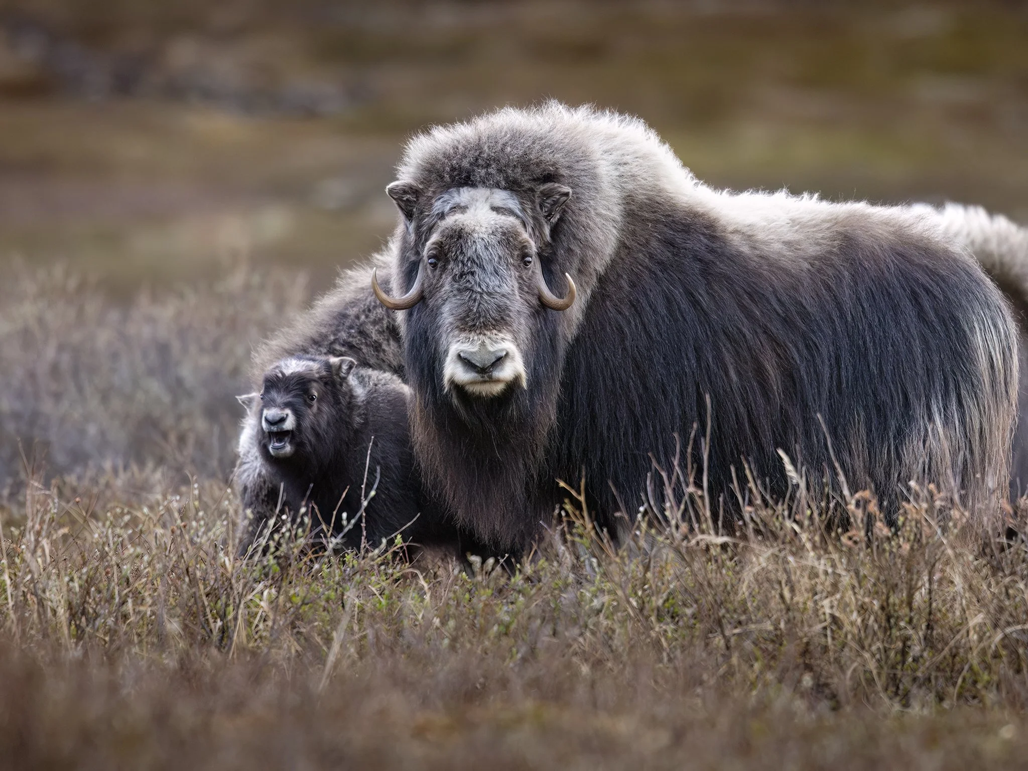 231A2192.CR3 - 6/4/2024 - A muskox cow looks on as its days-old calf bawls on the tundra outside of Nome, Alaska.