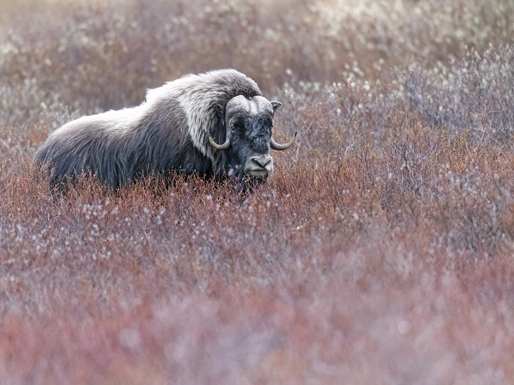 231A7032.CR3 - 6/4/24 - A muskox bull pauses on the tundra outside of Nome, Alaska.