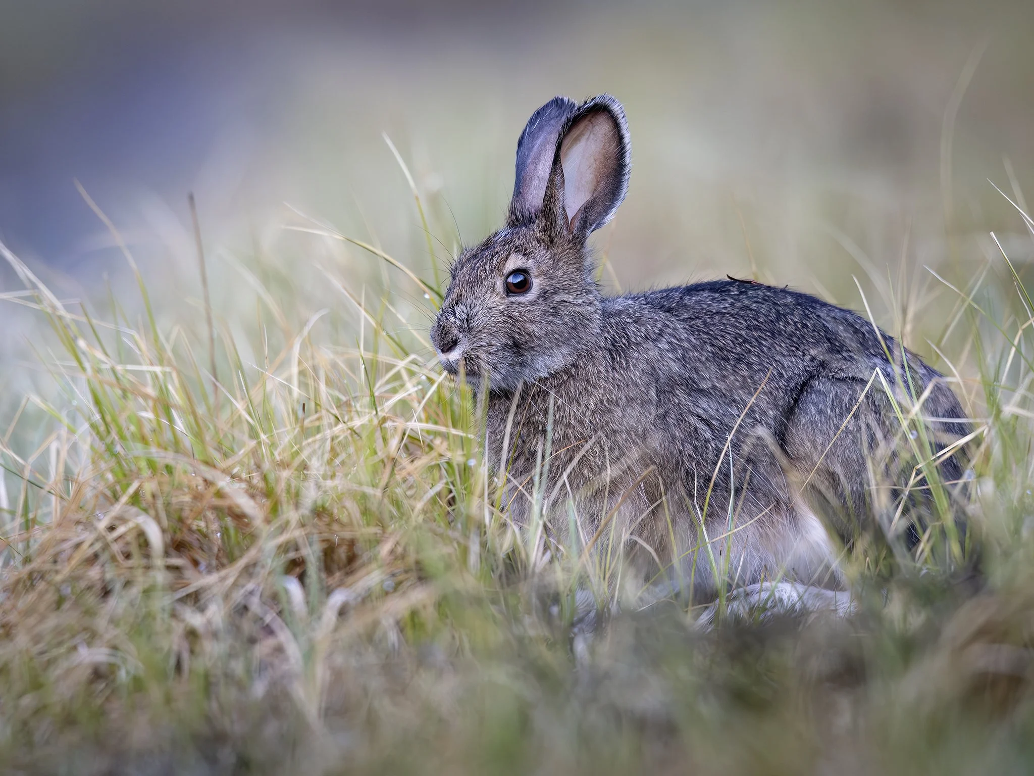 231A5635.CR3 - 5/17/25 - A snowshoe hare nibbles fresh spring shoots near the Donjek River in western Yukon, Canada.