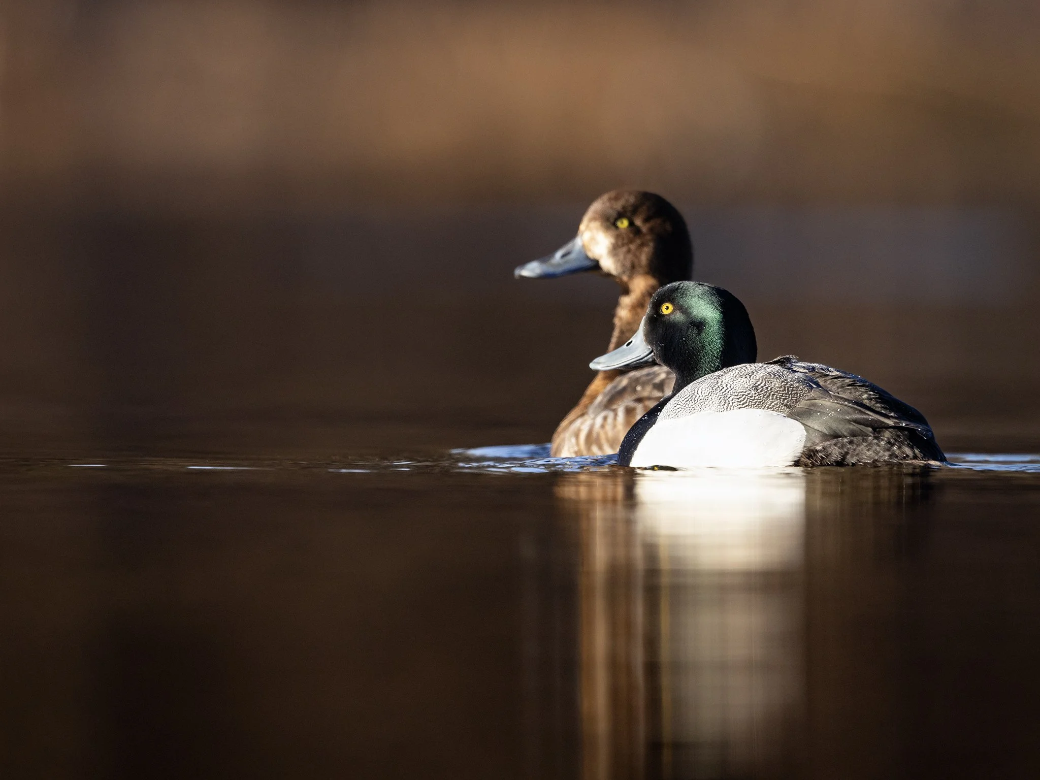 231A1580.CR3 - 5/7/24 - A greater scaup drake, foreground, is backed by a hen during the spring breeding season in Southcentral Alaska.