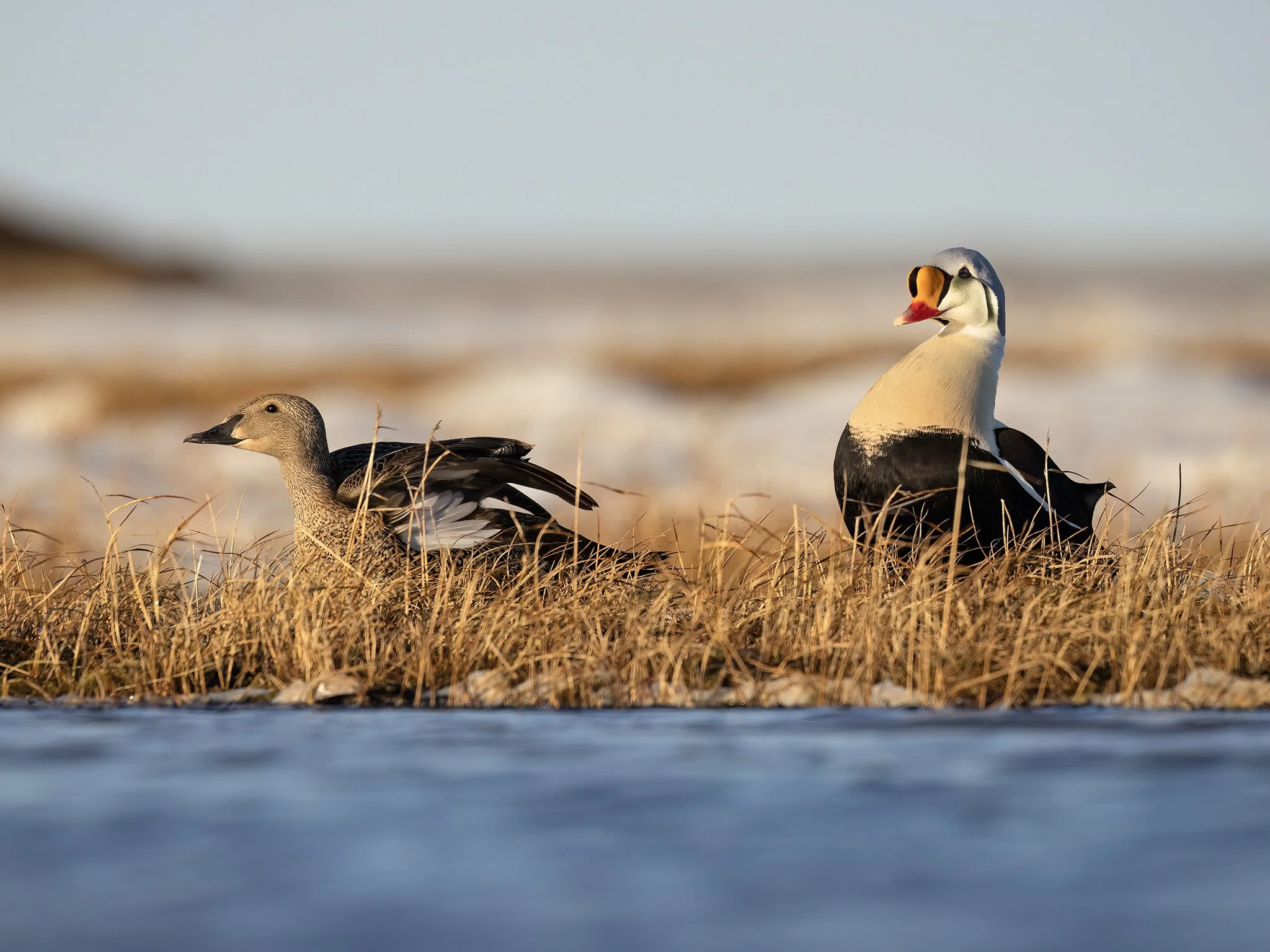 231A2878.CR3 - 6/10/24 - A king eider pair stretches on a high-Arctic tundra pond outside of Utqiagvik, Alaska.