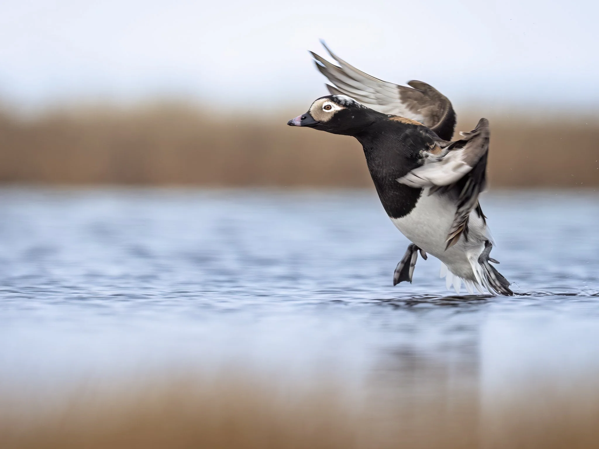 231A6913.CR3 - 6/7/24 - A drake long-tailed duck comes in for a landing on a tundra pond outside of Utqiagvik, Alaska.