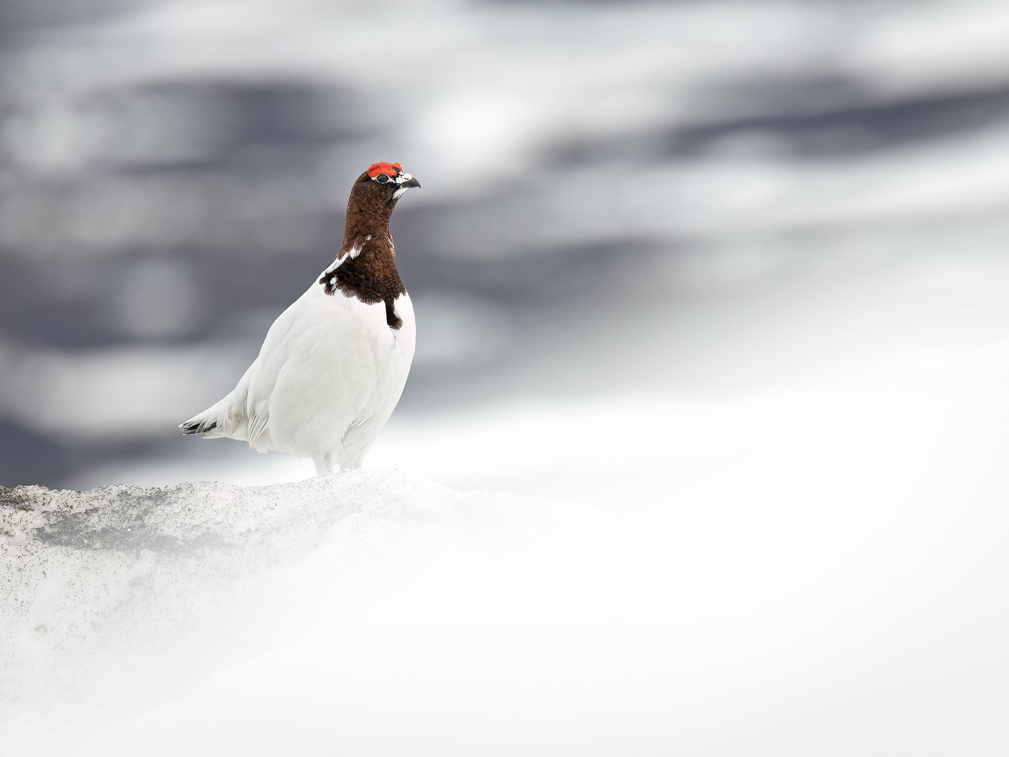 3U7A7921.CR3 - 5/22/23 - In this image taken in late May, a willow ptarmigan male oversees its breeding territory along the Denali Highway.