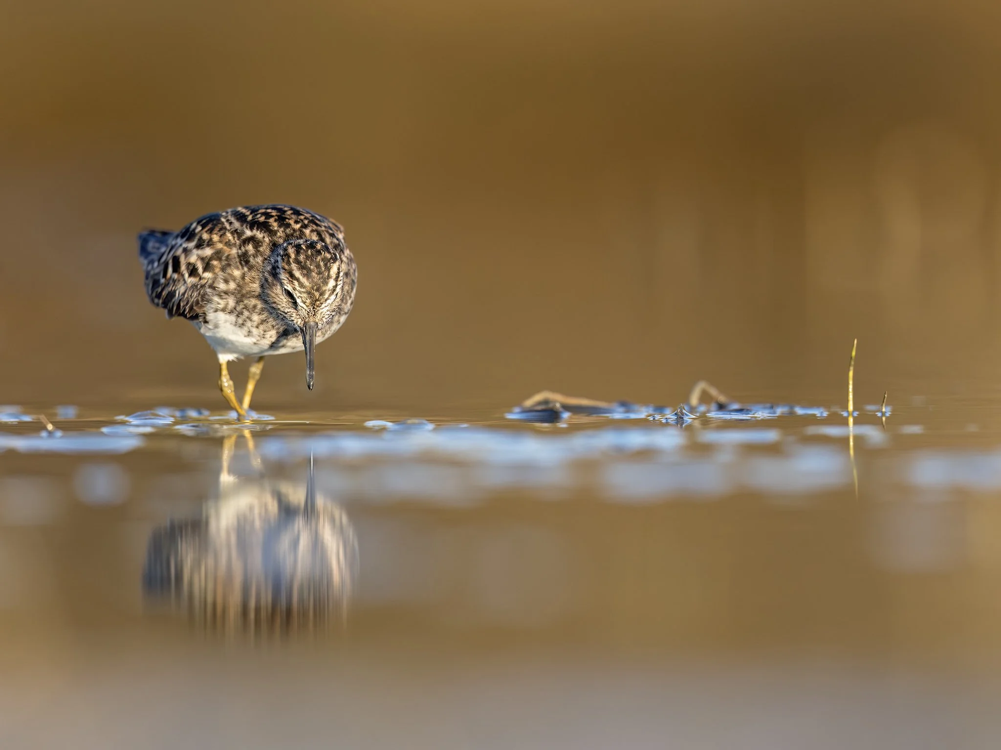 231A8208.CR3 - 5/14/24 - A least sandpiper forages in Southcentral Alaska's Anchorage Coastal Wildlife Refuge.