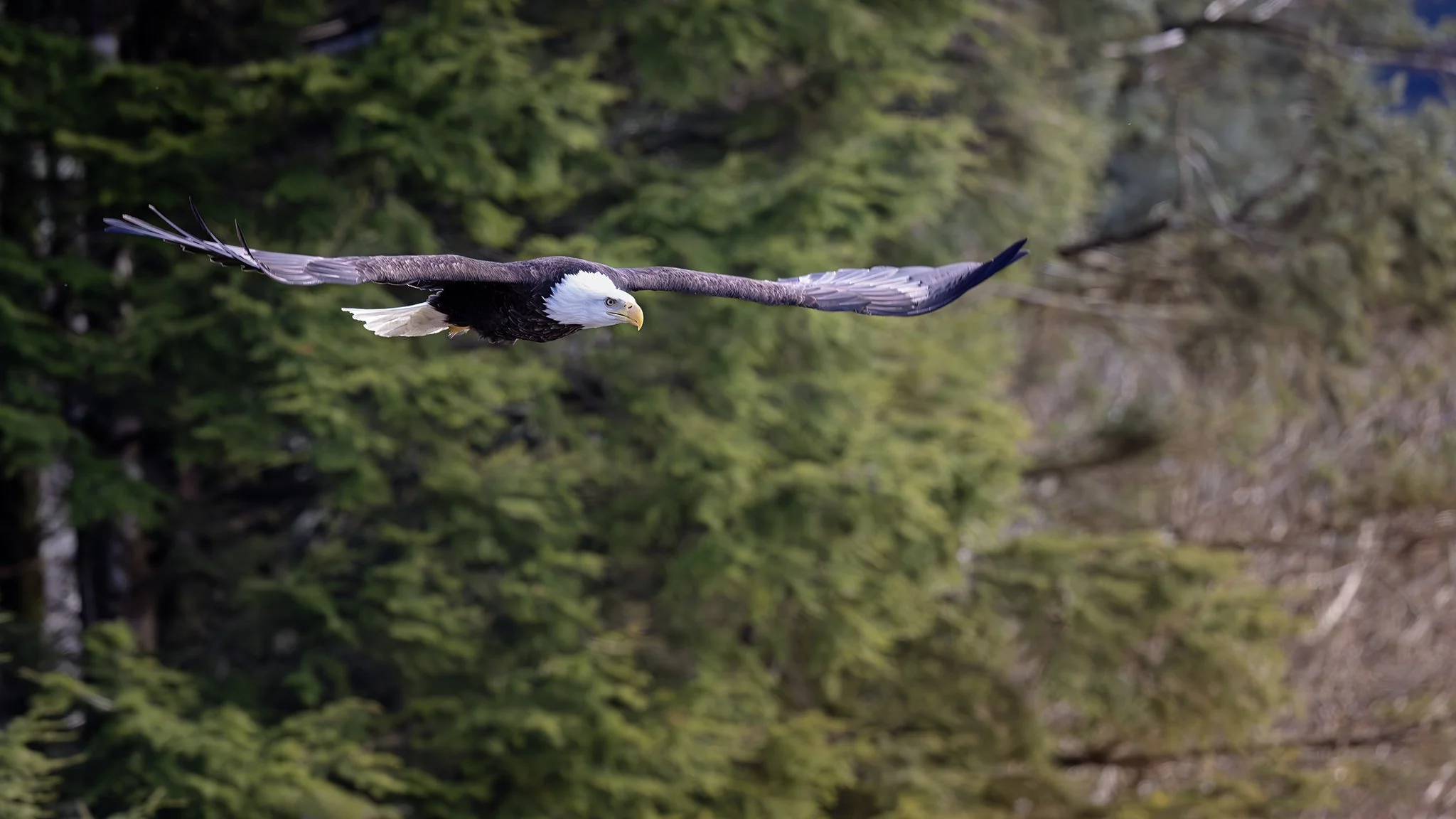 231A4403.CR3 - 5/8/25 - A bald eagle flies low over a Prince William Sound beach near Cordova, Alaska.