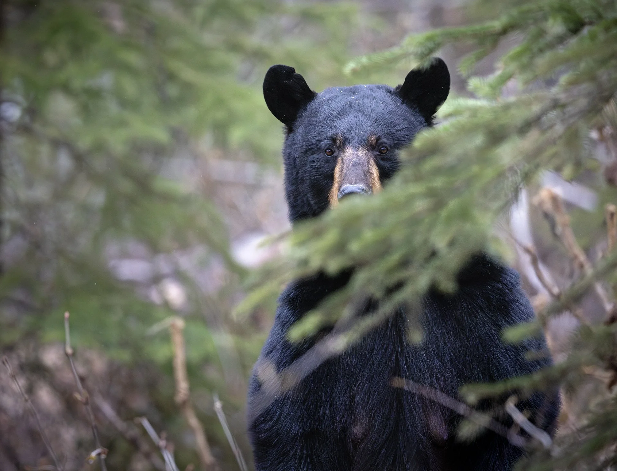 231A2600.CR3 - 5/8/24 - A Southcental Alaska black bear sow with cubs nearby, stands up for a better look at the photographer.