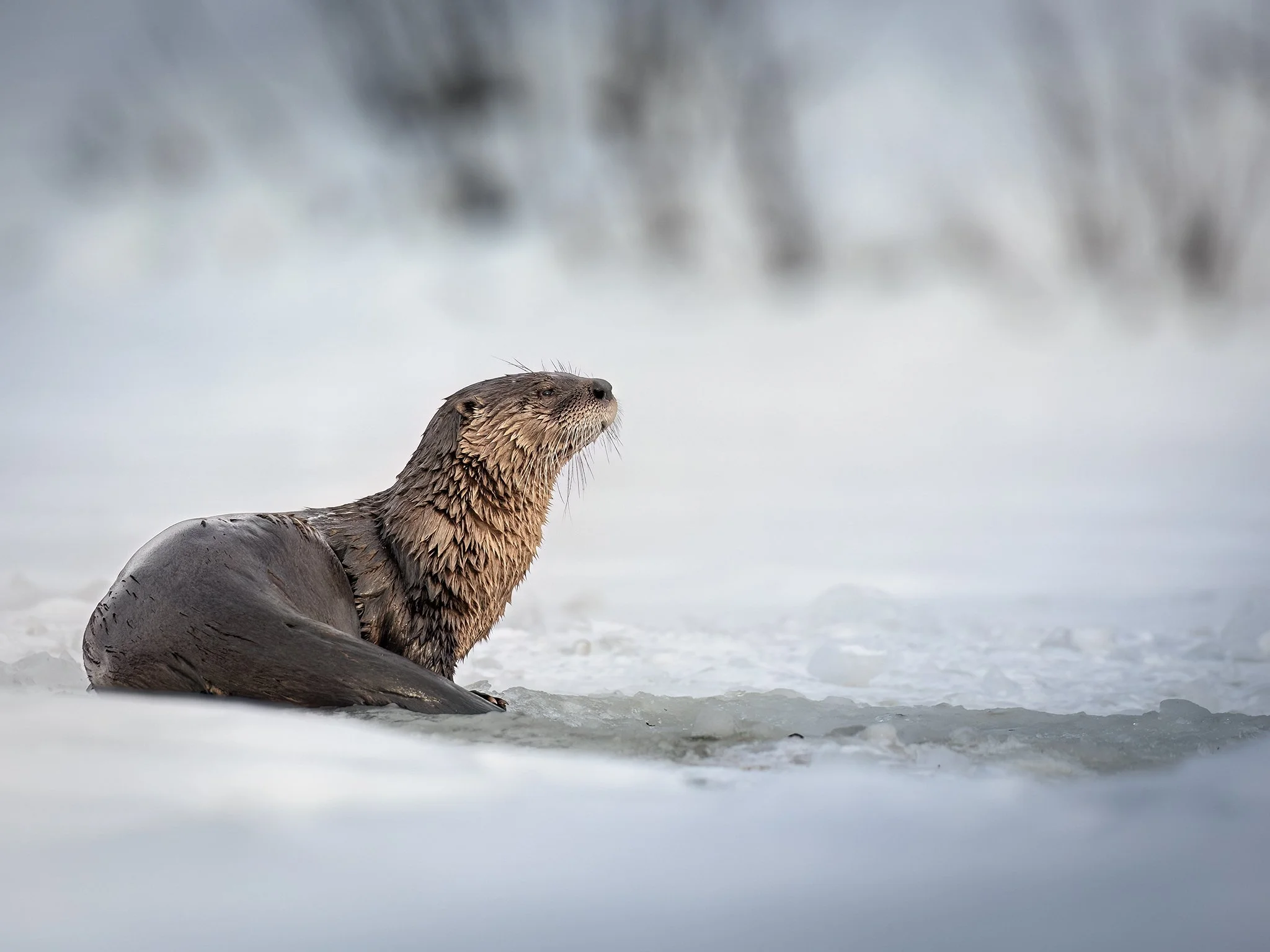 3U7A0593.CR3 - 3/17/23 - A river otter pauses upon the snow-covered ice of a frozen lake in Southcentral Alaska.