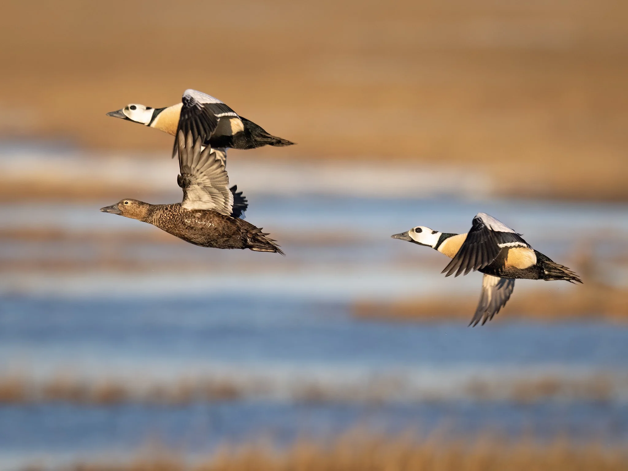 231A1185.CR3 - 6/10/24 - Steller's eiders take wing over their high-Arctic tundra wetland nesting grounds.