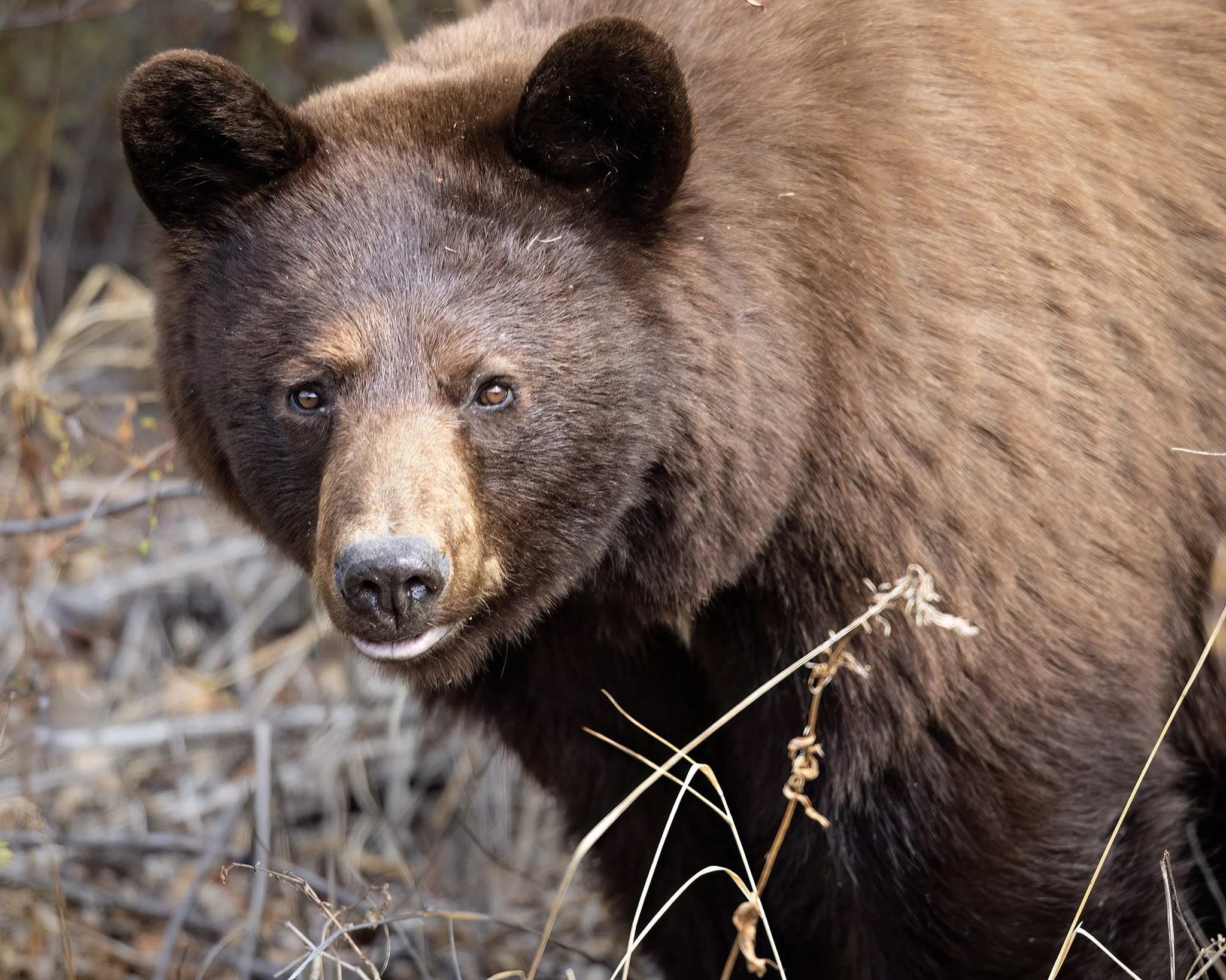 231A6817.CR3 - 5/18/25 - Black Bear (Ursus americanus). A cinnamon color-phase black bear sow pauses in the wilderness east of Beaver Creek, Yukon.