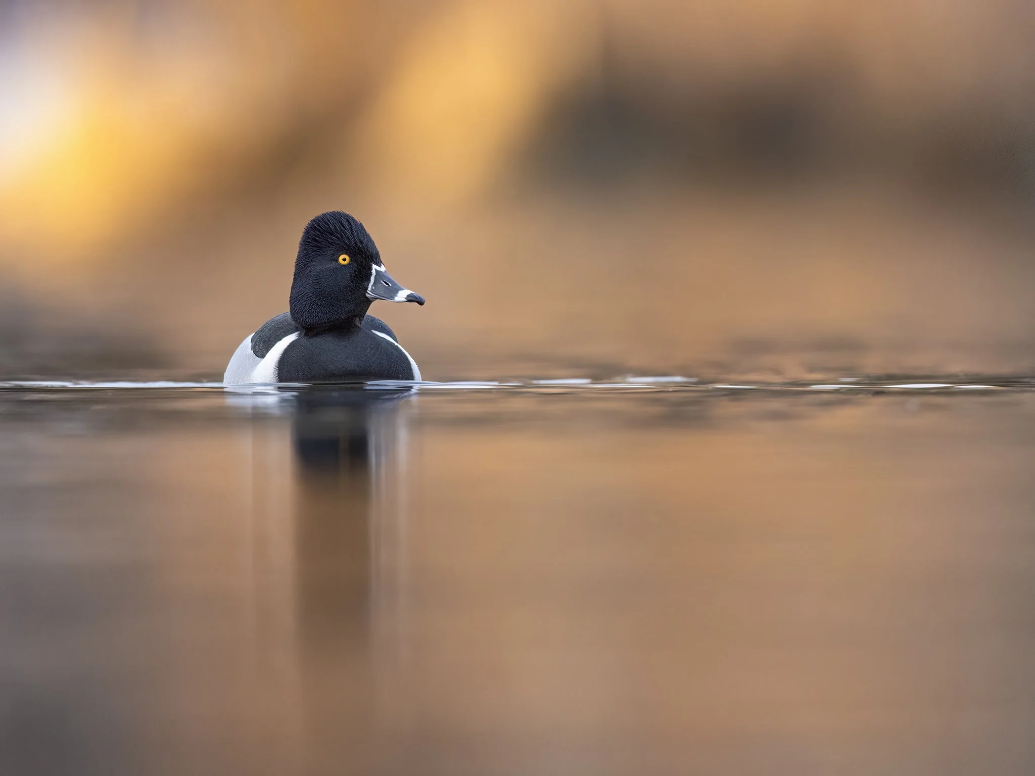 231A5401.CR3 - 4/25/24 - A ring-necked duck drake cruises a Southcentral Alaska lake in fiery dawn light.