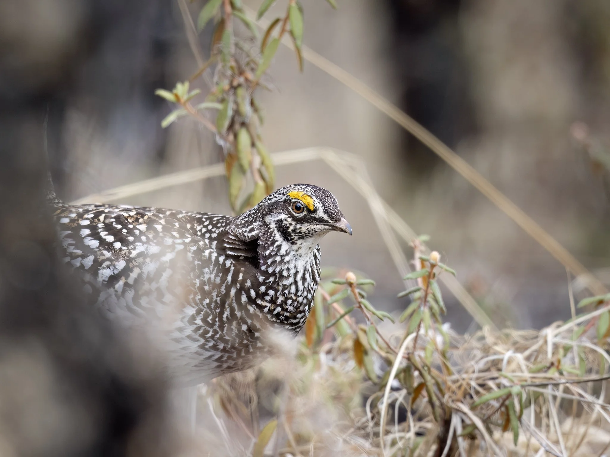 231A6432.CR3 - 5/18/25 - A sharp-tailed grouse (Tympanuchus phasianellus) forages in a burned area. Burns create important habitat for sharp-tailed grouse in Alaska and the Yukon.