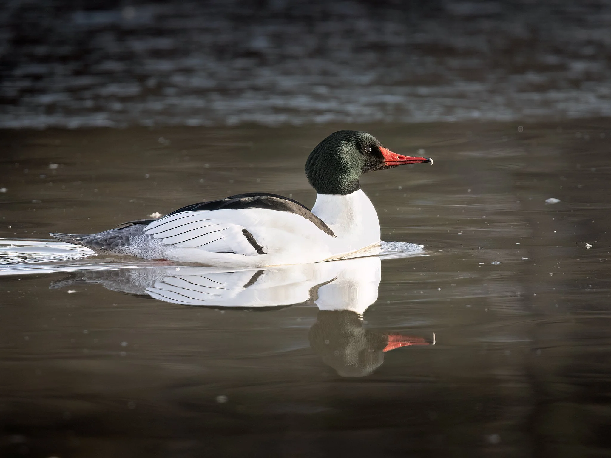 3U7A8439.CR3 - 3/25/23 - A common merganser drake cruises the shoreline of an Alaska lake.