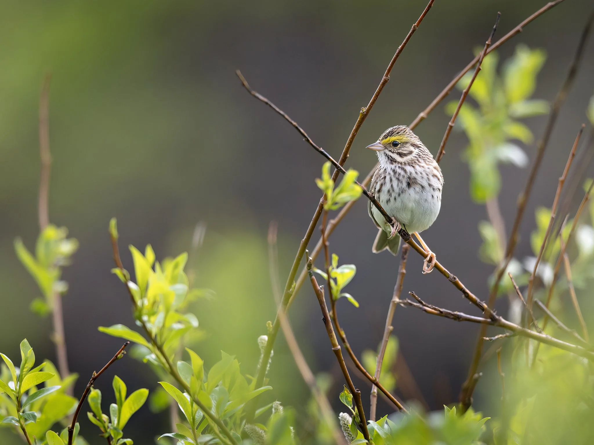 3U7A0447.CR3 - 6/19/23 - A savannah sparrow looks on from a Southwest Alaska willow thicket.
