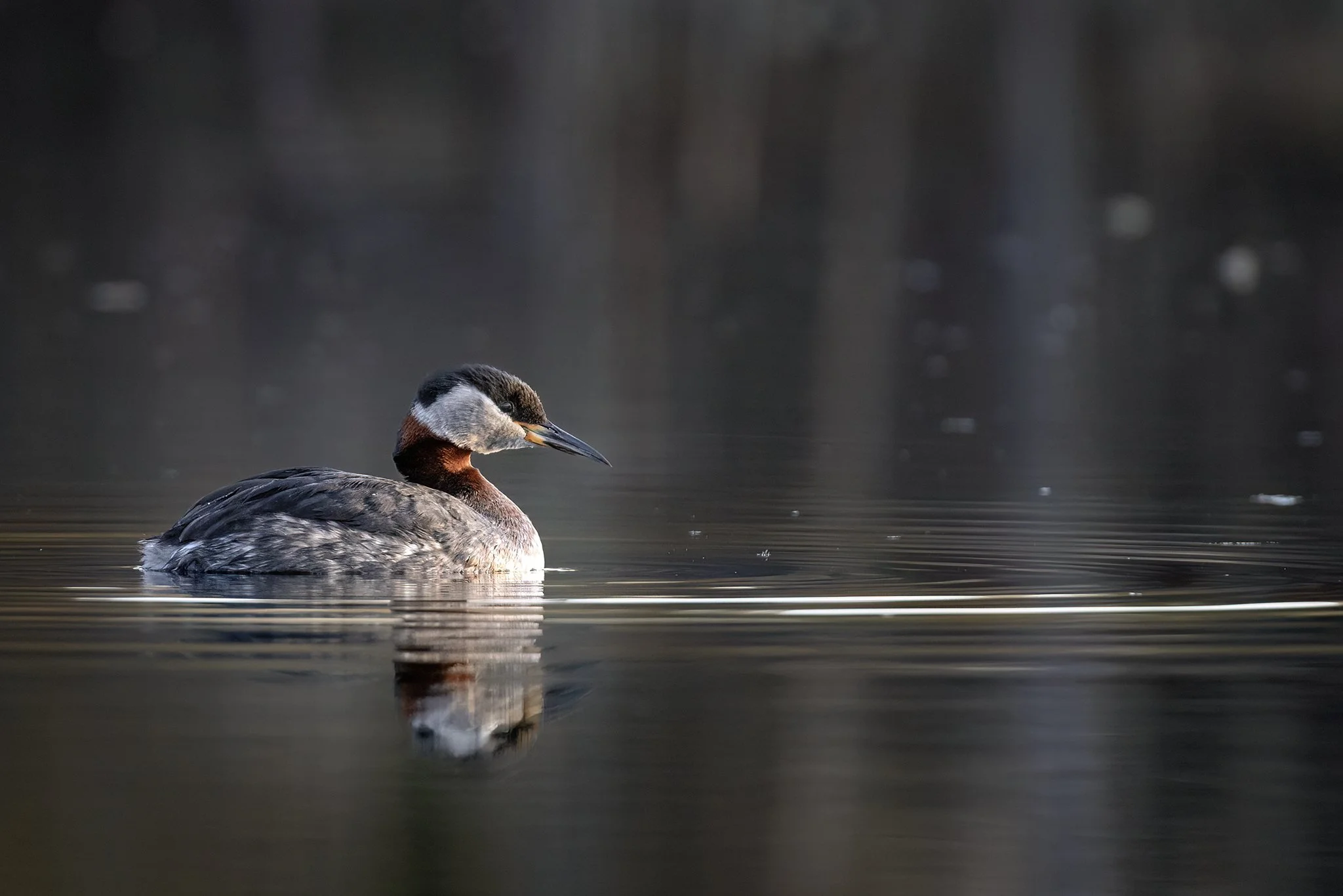 _P3A0702 copy_fb.jpg