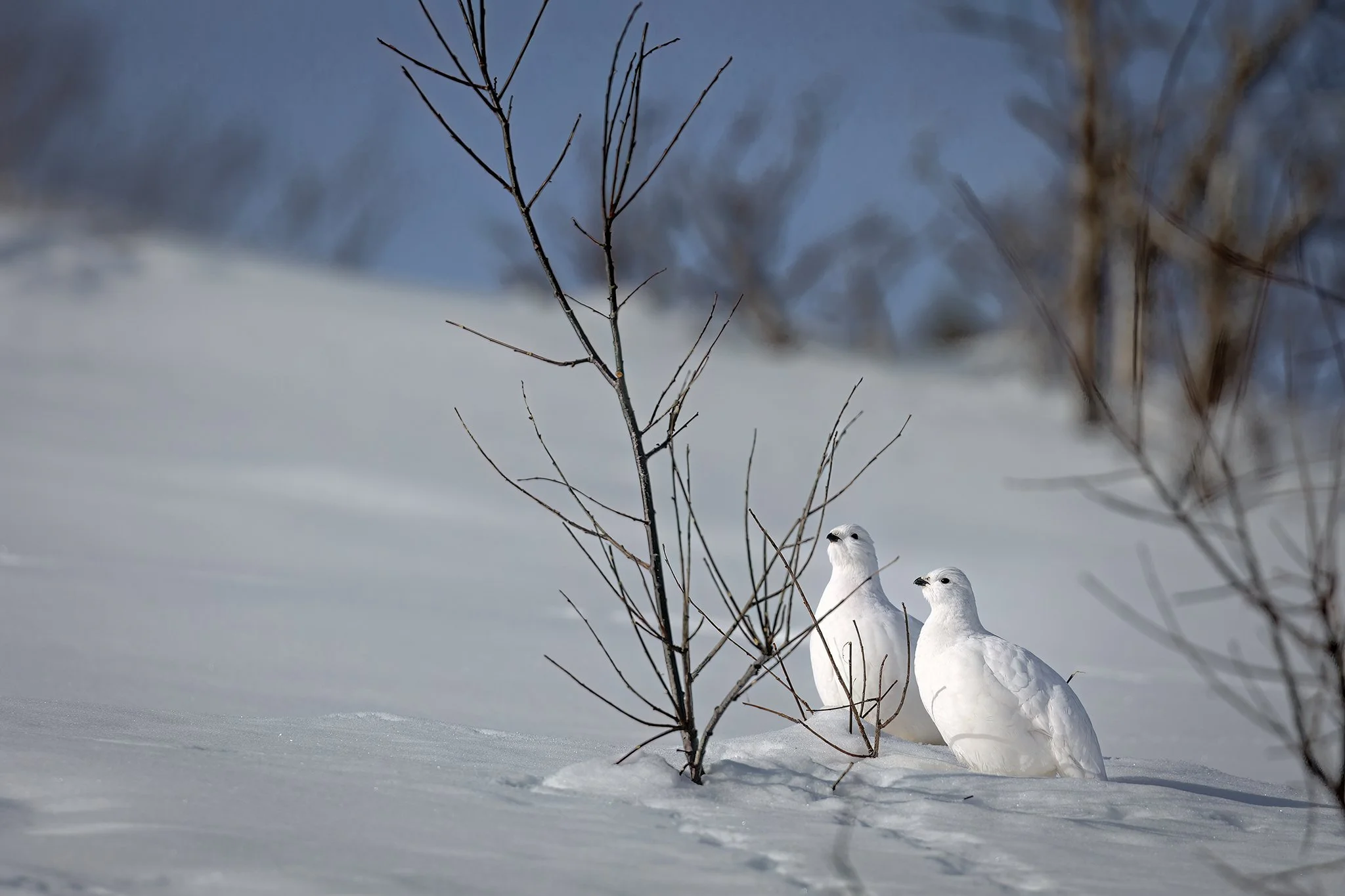 3U7A6776.CR3 - 2/22/23 - Resembling living snowballs, a pair of willow ptarmigan feed on willow buds in Southcentral Alaska's Chugach State Park.