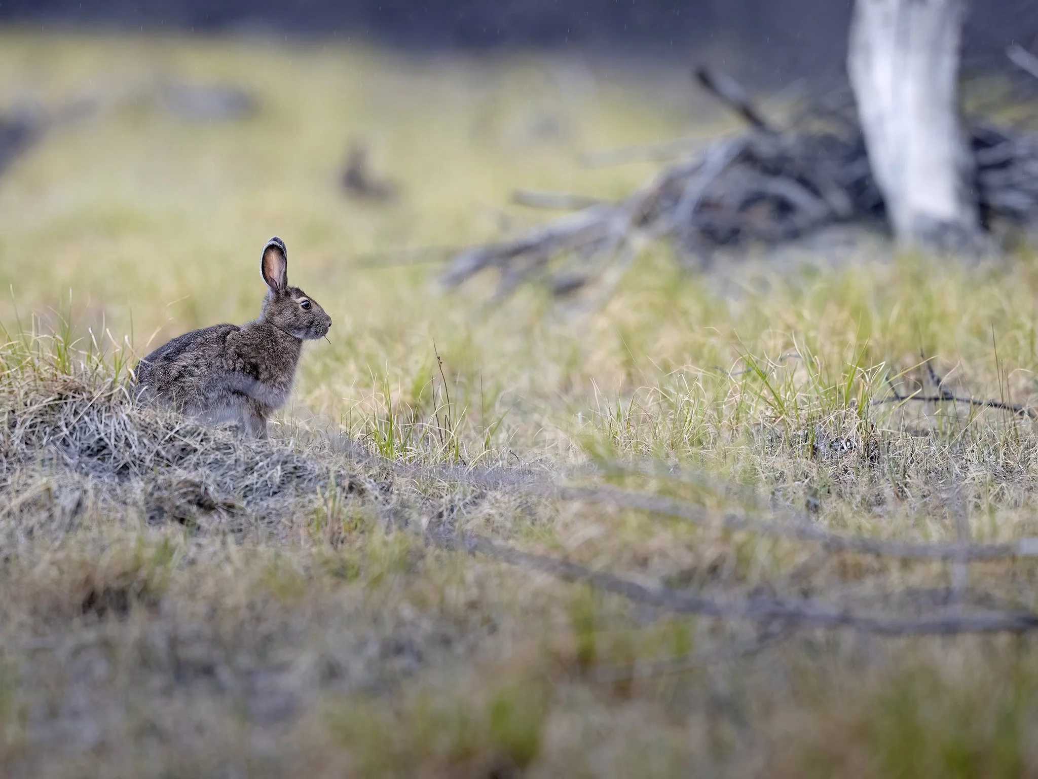 231A5504.CR3 - 5/17/25 - A snowshoe hare pauses from feeding on spring shoots to scan its surroundings for danger.