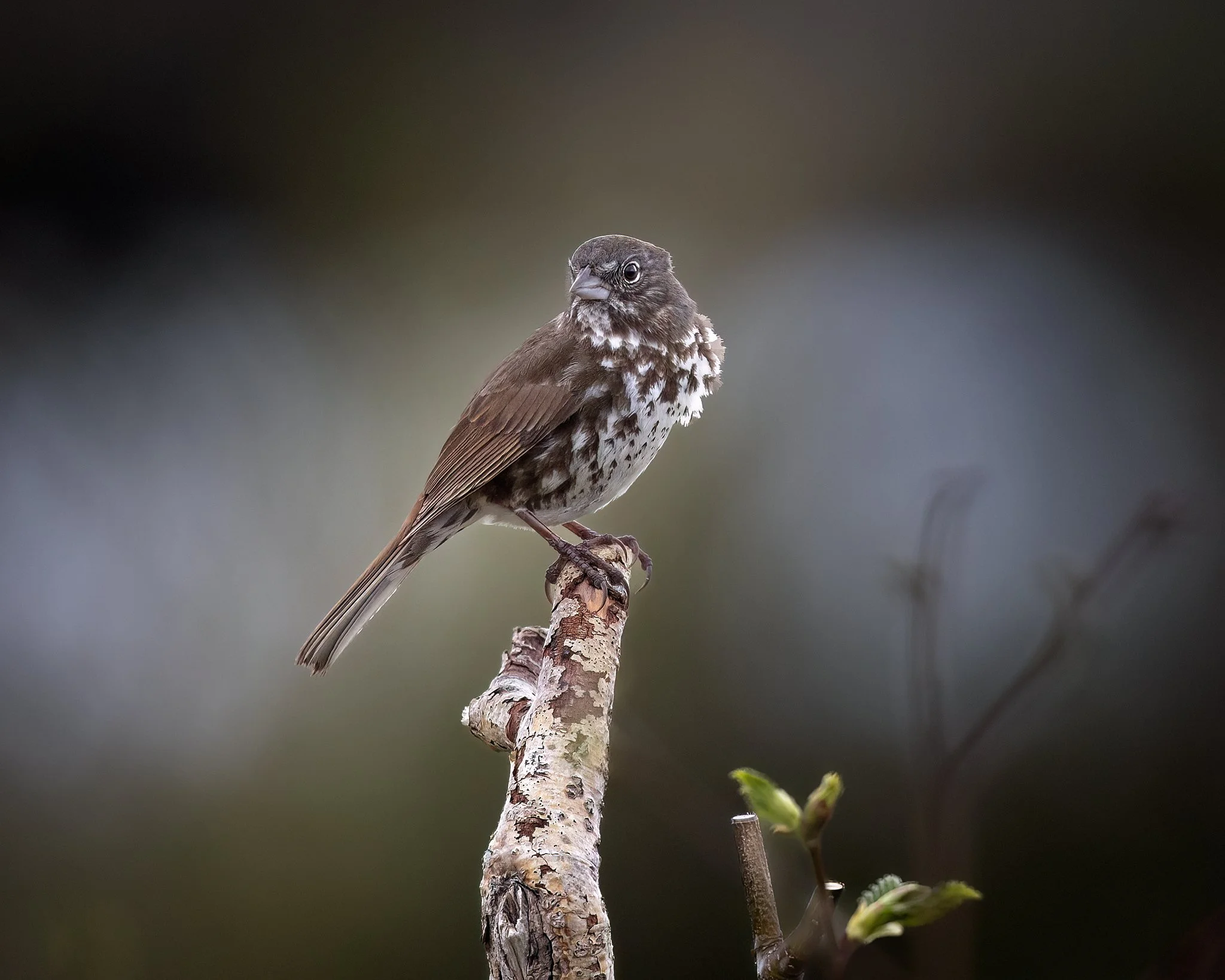 3U7A4452.CR3  - 6/17/23 - A fox sparrow oversees its territory in Alaska's famous McNeil River State Game Sanctuary.