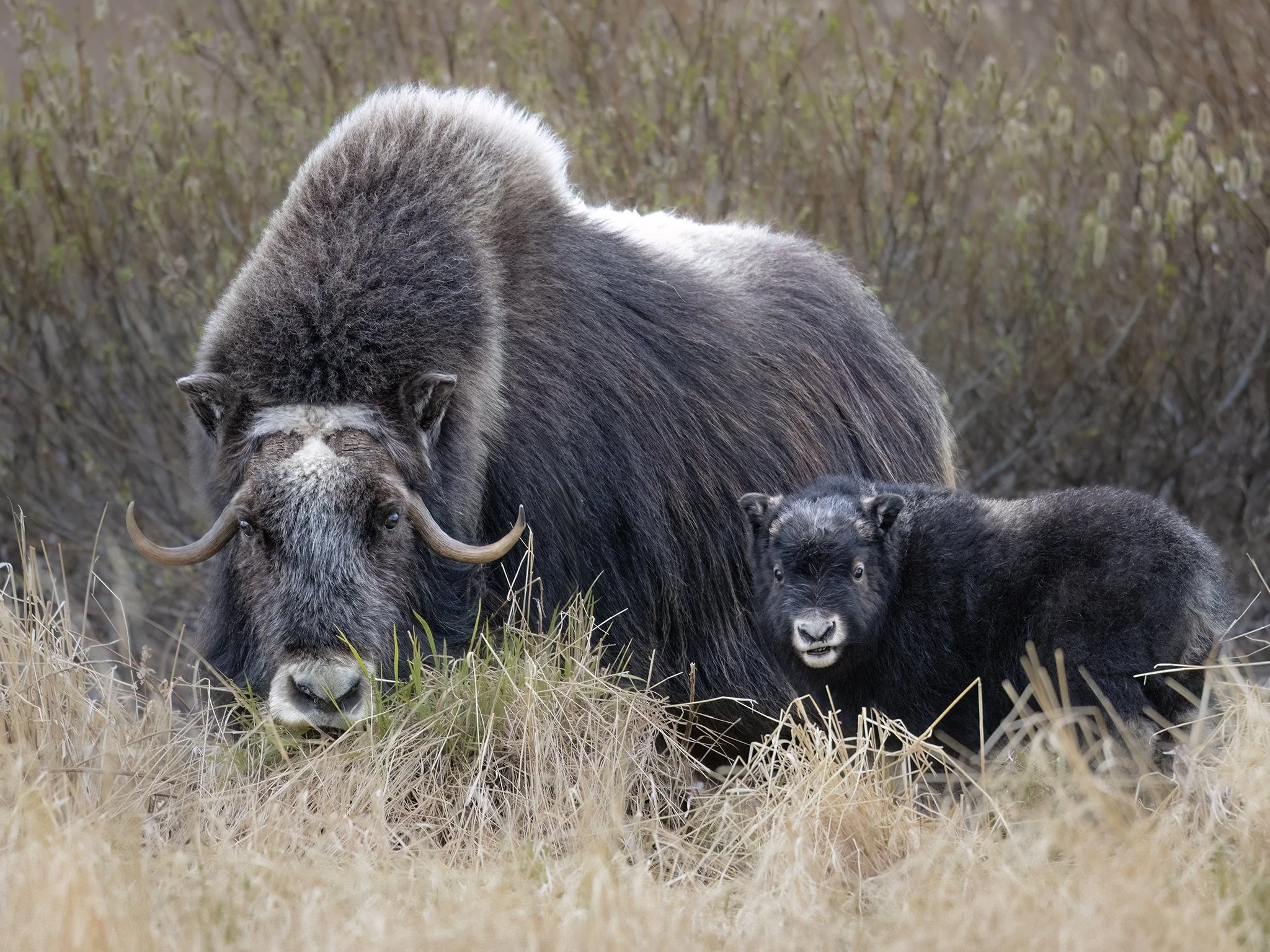 231A7836.CR3 - 6/4/24 - A muskox cow with its days-old calf look up from feeding ion the wilderness outside of Nome, Alaska.