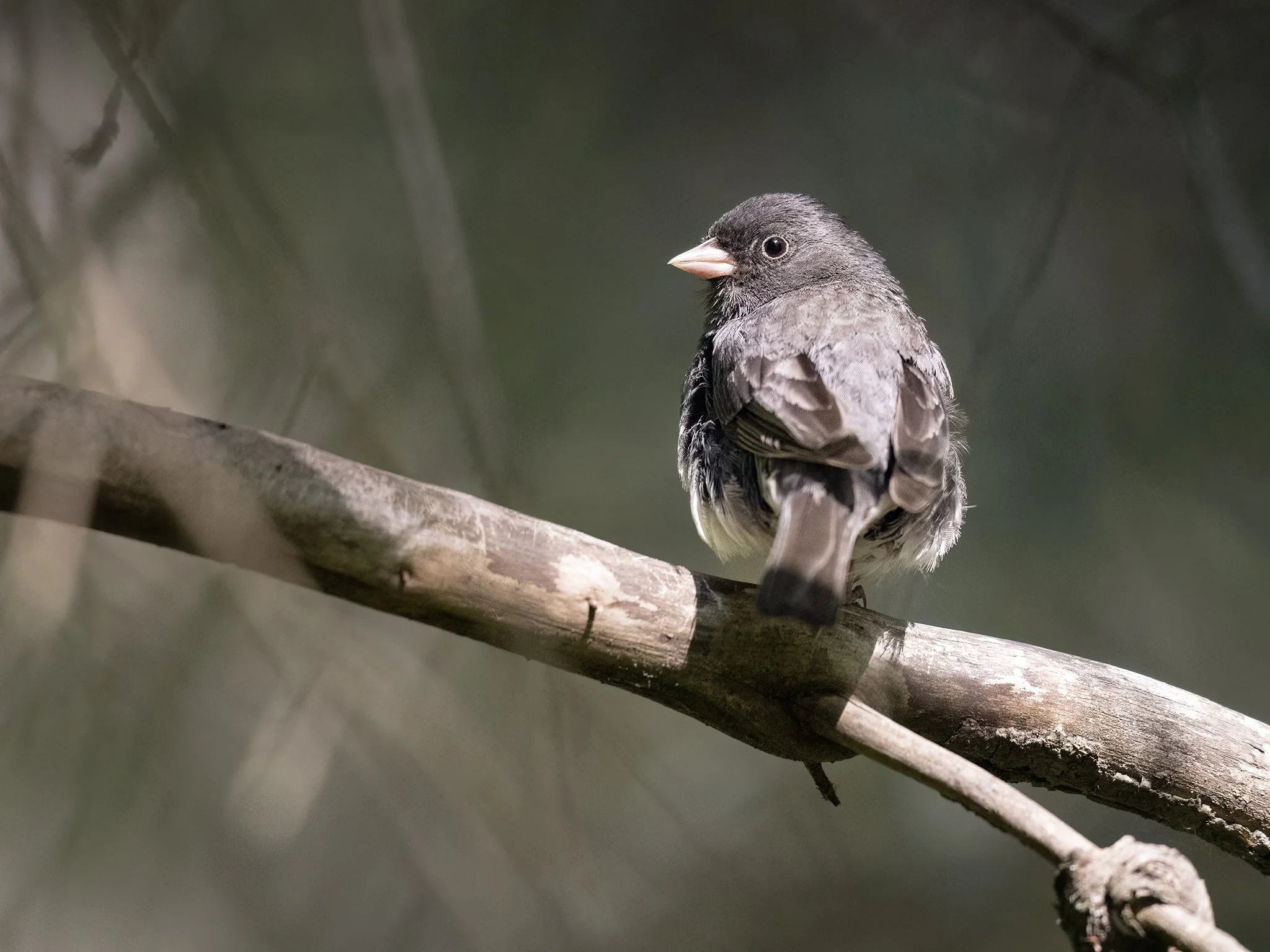 231A2584.CR3 - 7/21/24 - A dark-eyed junco rests on the dead lower limbs of a white spruce tree.