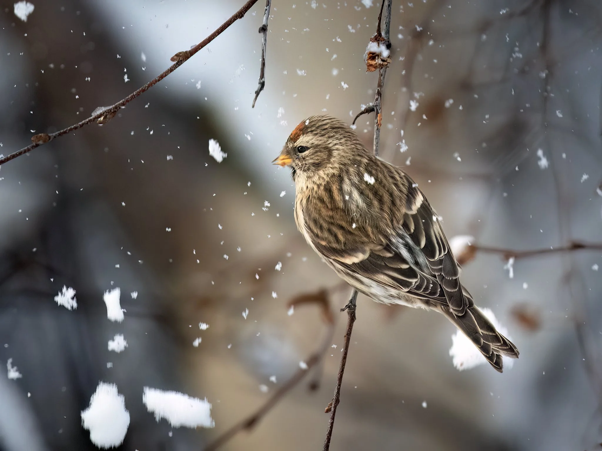 _P3A6131.CR3 - 1/27/22 - A feeding redpoll starts a tiny avalanche on a winter morning.