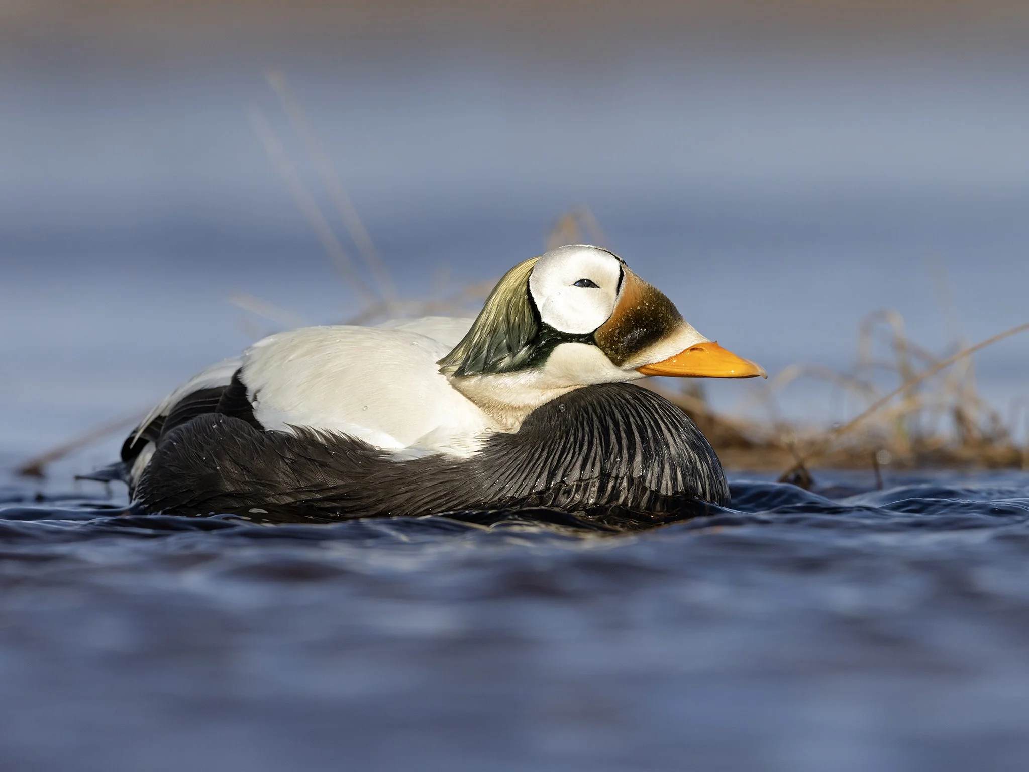 231A0828.CR3 - 6/11/24 - A spectacled eider drake rests in a tundra pond in Alaska's high-Arctic outside of Utqiagvik.