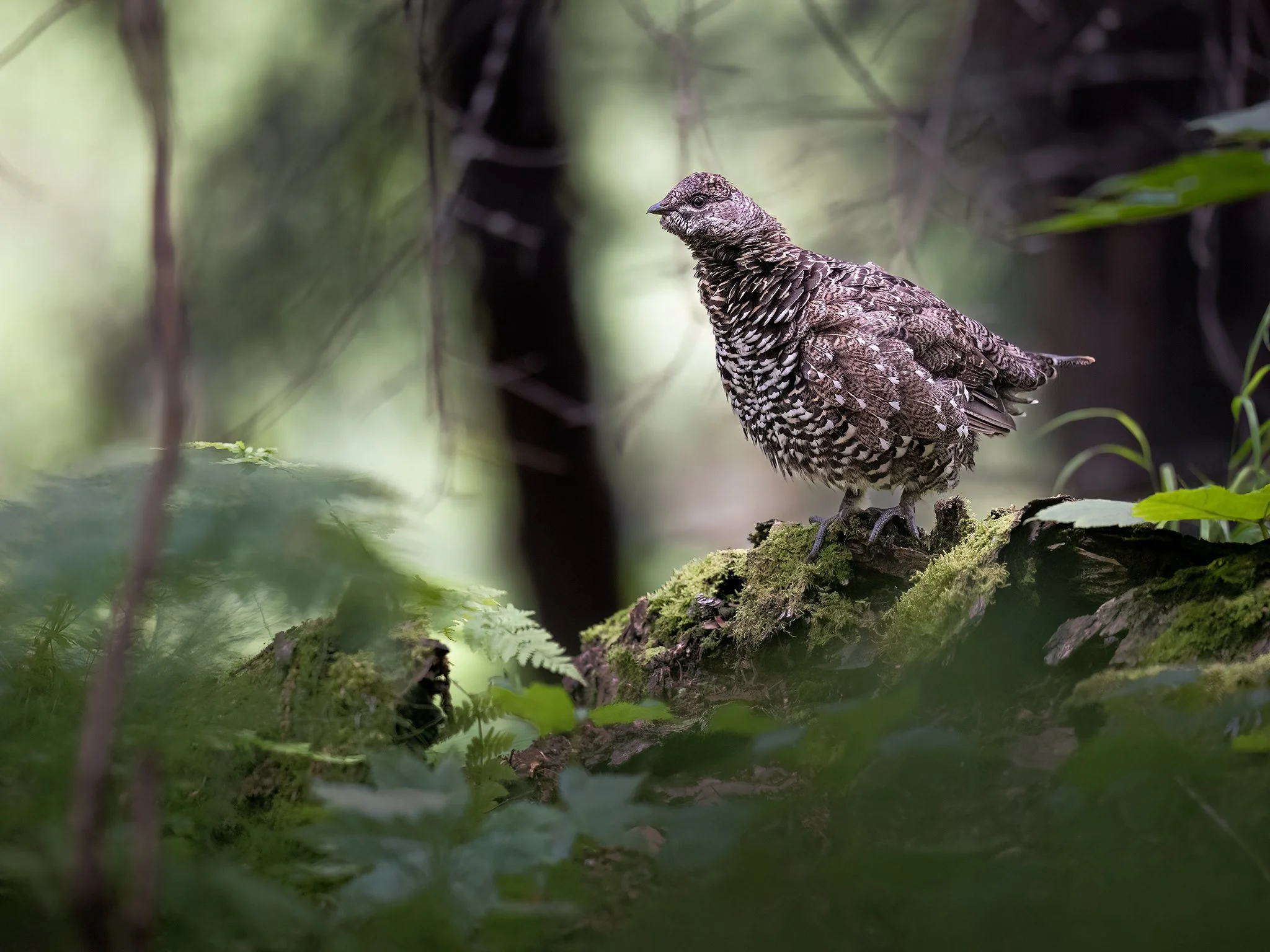 3U7A7950.CR3 - 8/12/23 - A spruce grouse keeps watch as its brood hides in the trees nearby. Kincaid Park, near Anchorage in Southcentral Alaska.