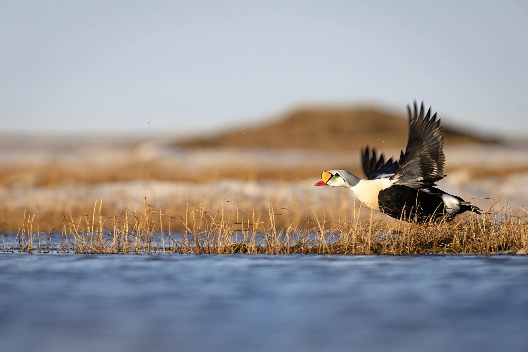 231A2894.CR3 - 6/10/24 - A king eider drake takes off from a tundra lake near Utqiagvik in Alaska's high Arctic.