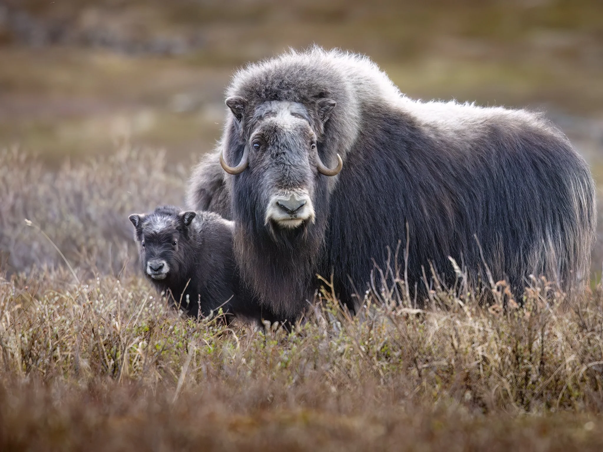231A2233.CR3 - 6/4/2024 - A muskox cow and days-old calf pause on the tundra outside of Nome, Alaska.