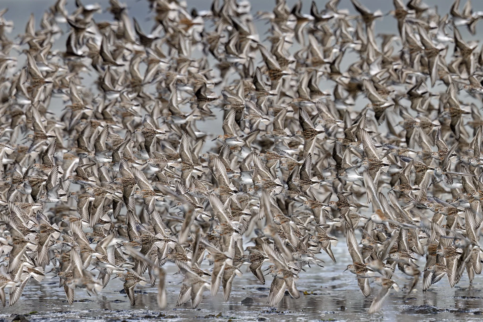 231A8976.CR3 - 5/7/27 - Western sandpipers arrive in huge numbers each spring in Alaska's Prince William Sound.